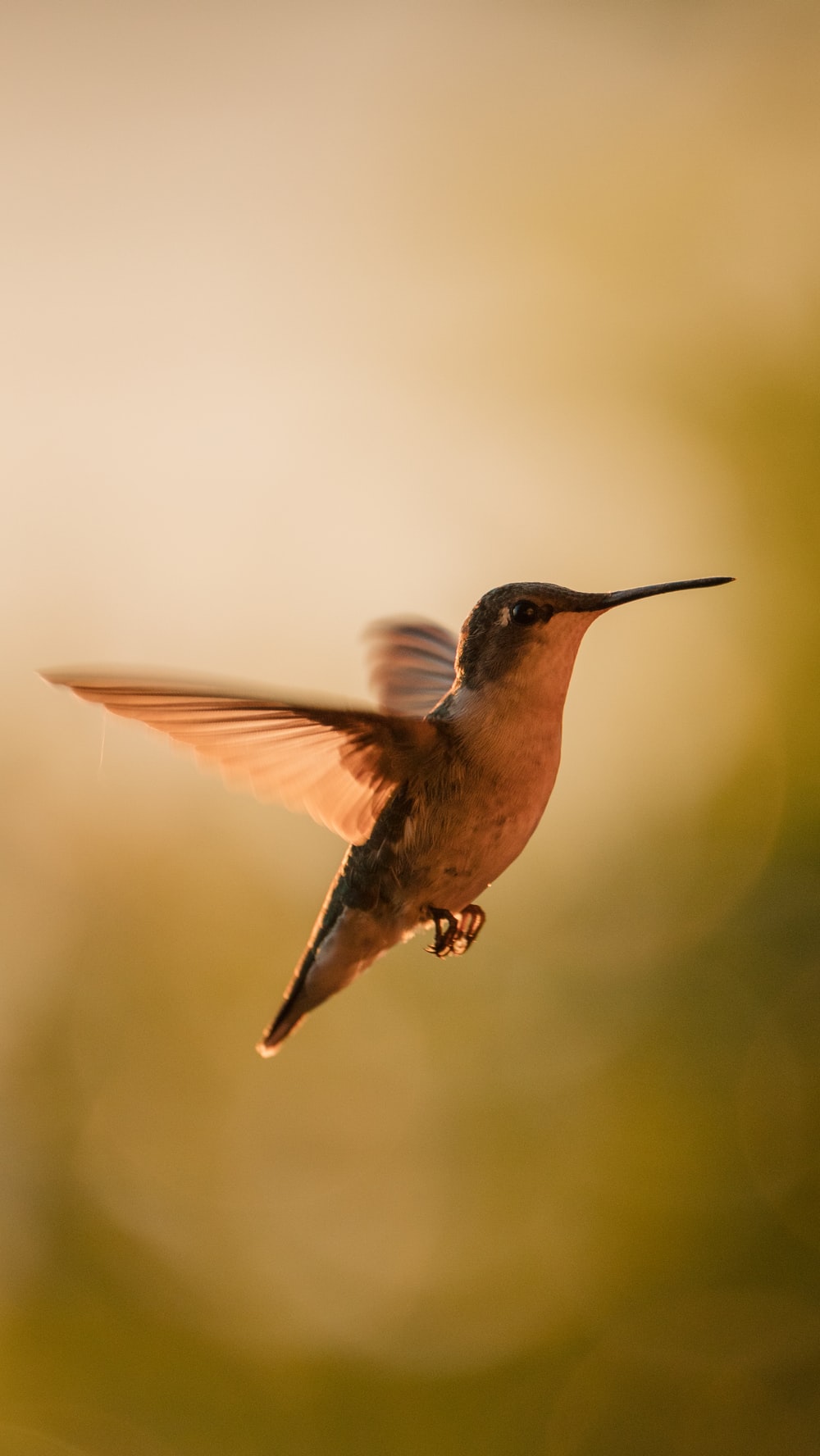 Hummingbird Wallpapers