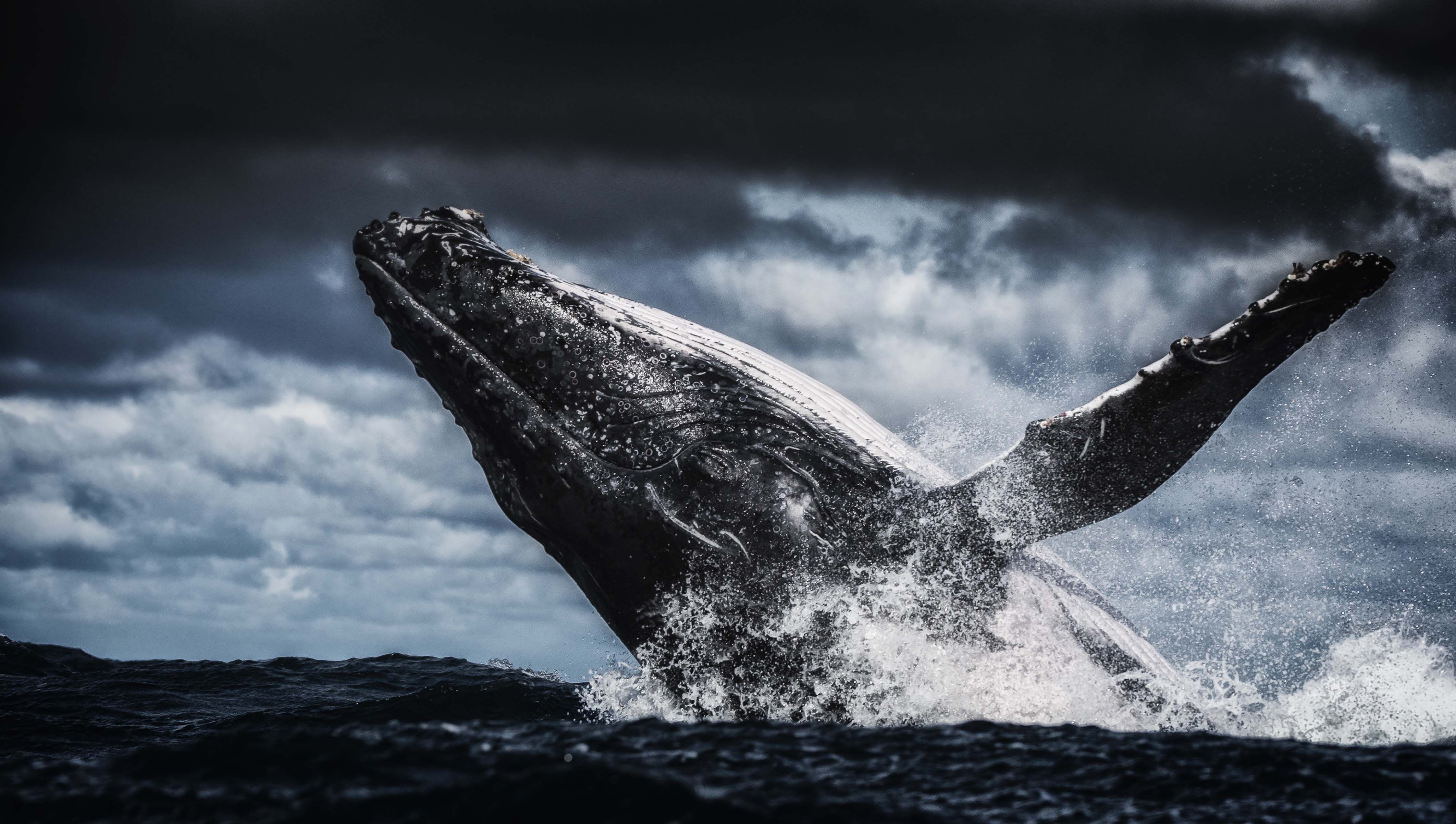 Humpback Whale Wallpapers