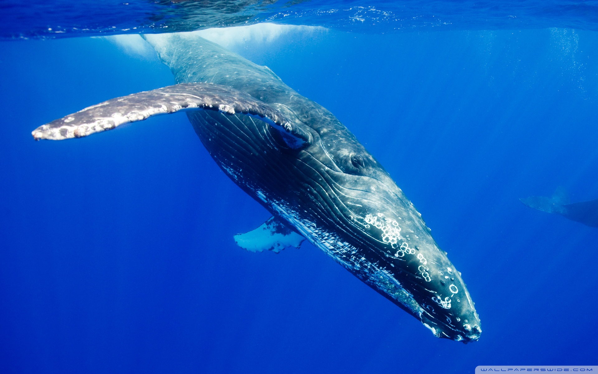 Humpback Whale Wallpapers