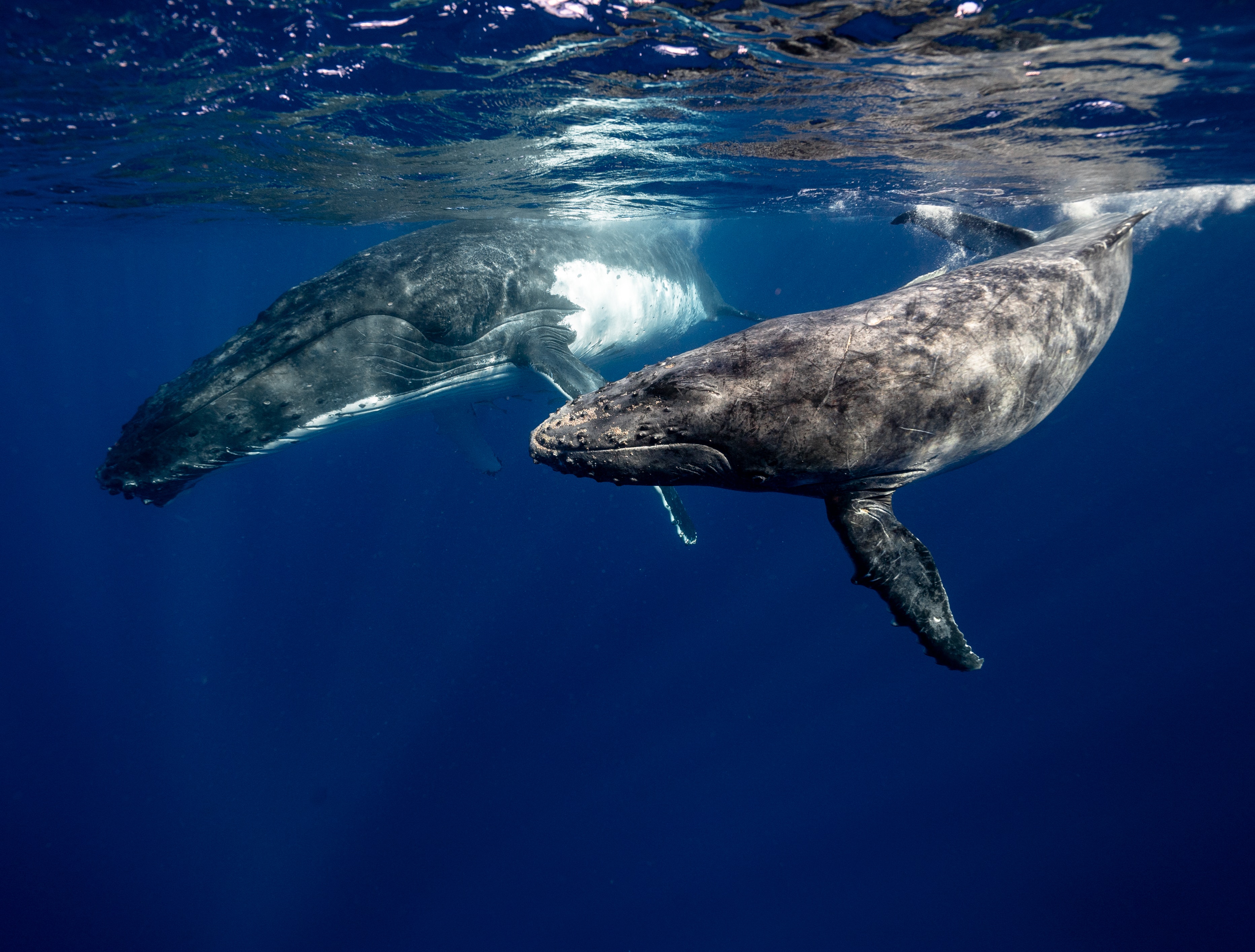 Humpback Whale Wallpapers