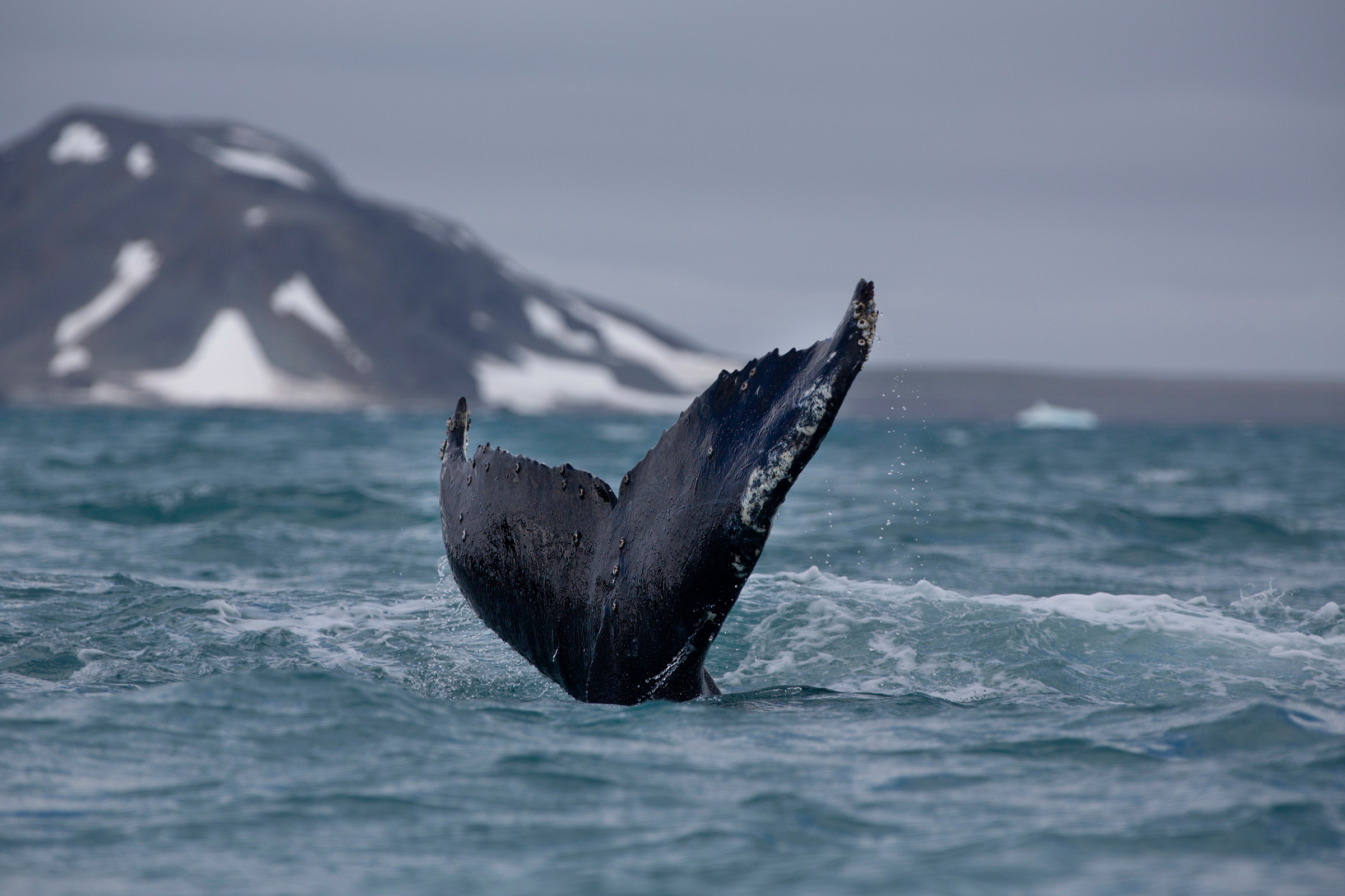 Humpback Whale Wallpapers