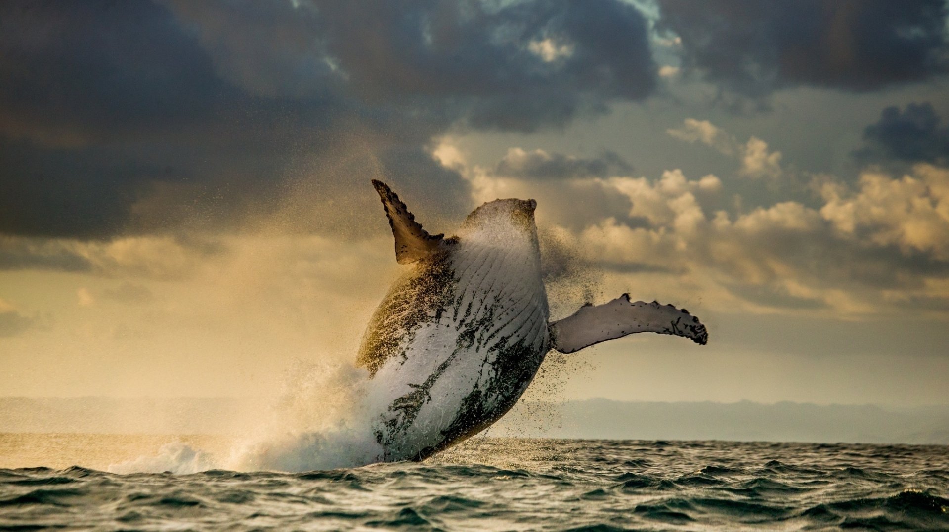 Humpback Whale Wallpapers