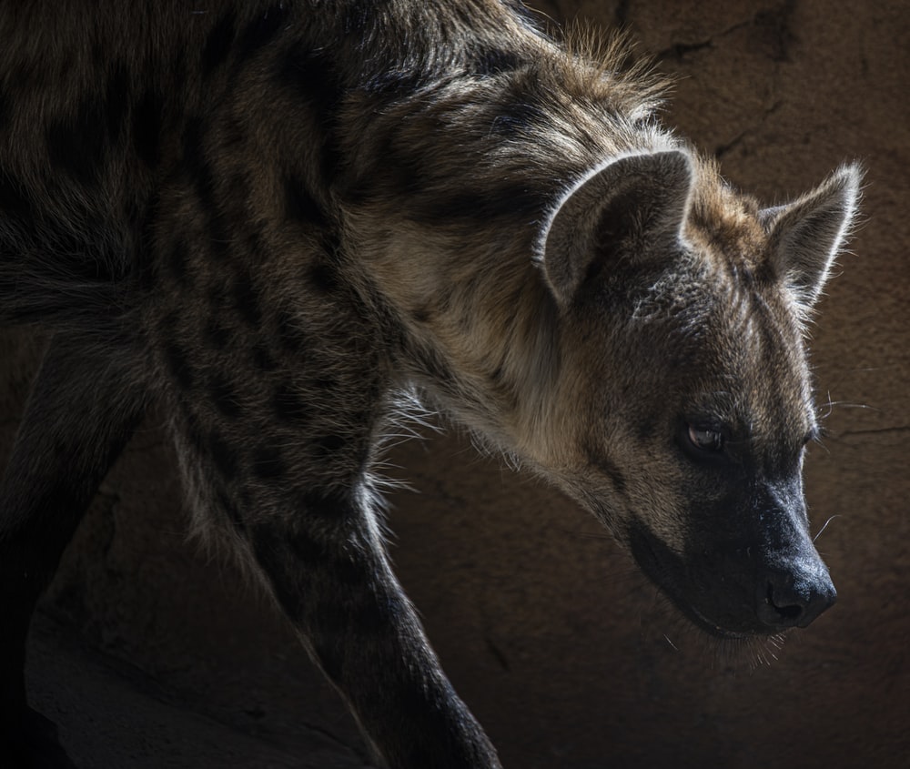 Hyena Wallpapers