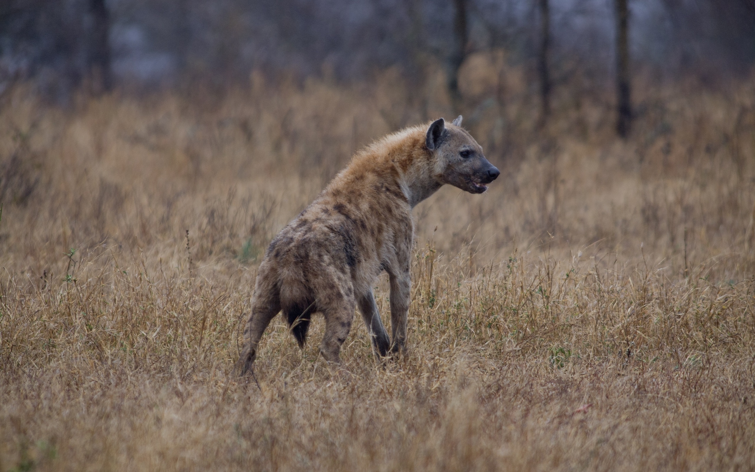 Hyena Wallpapers