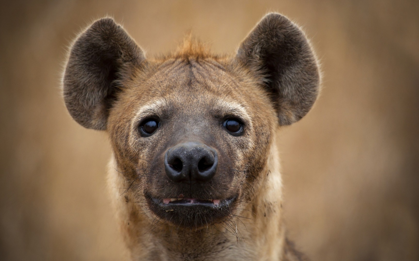 Hyena Wallpapers