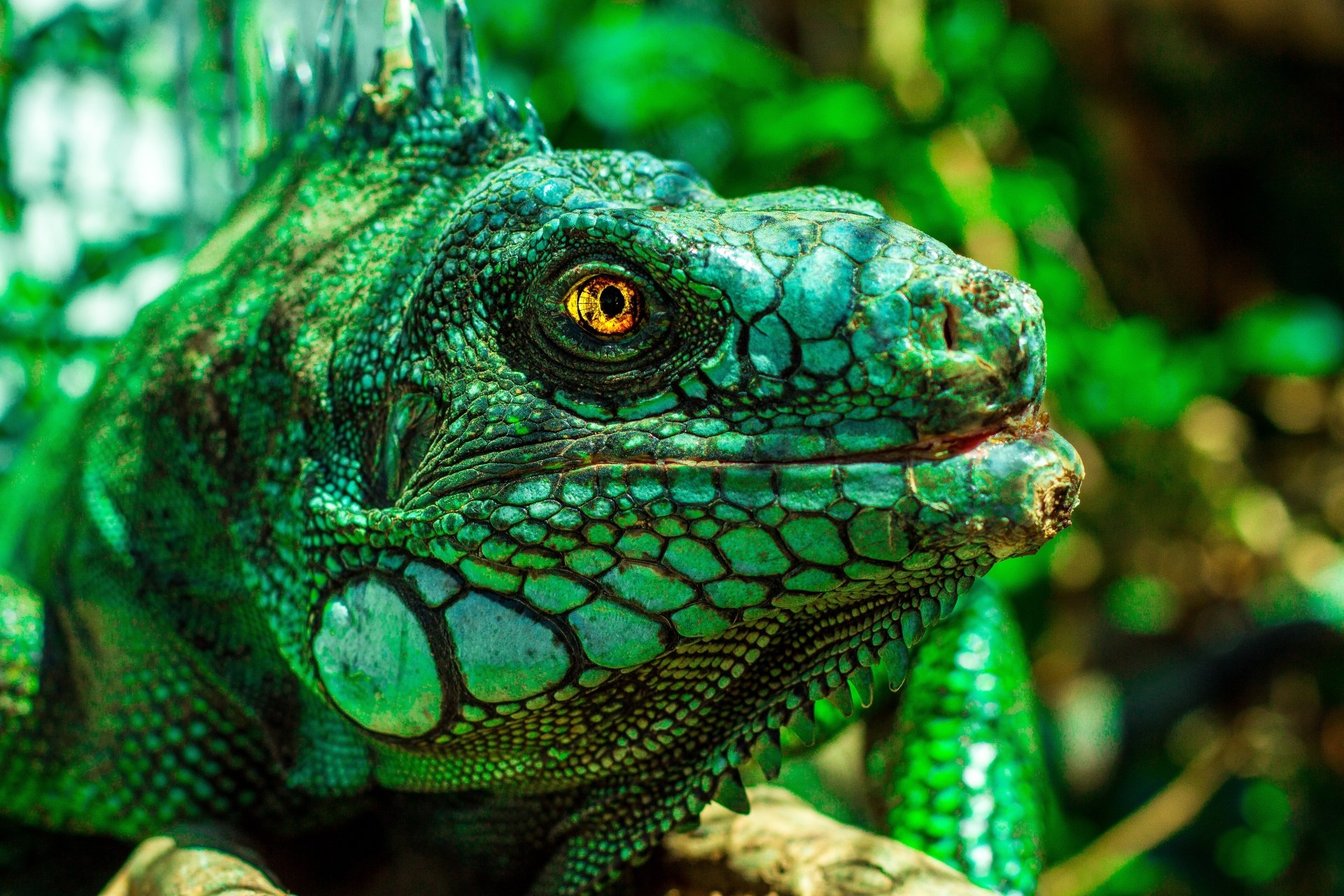 Iguana Wallpapers