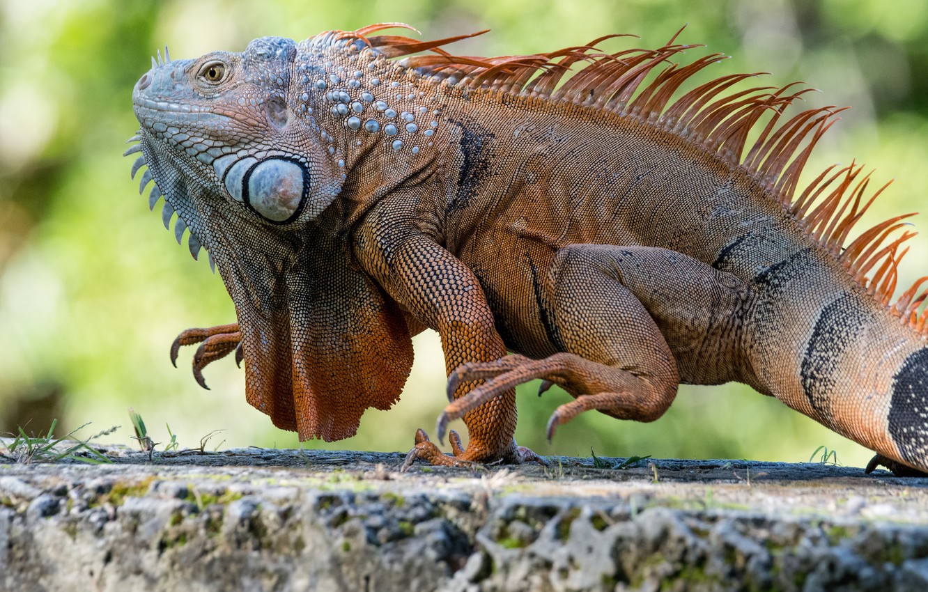 Iguana Wallpapers