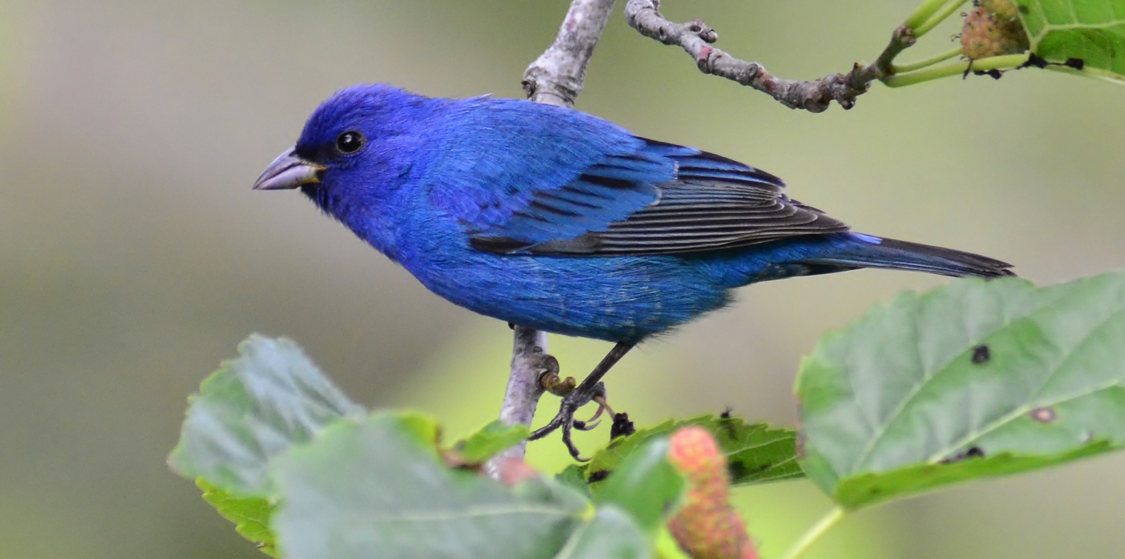 Indigo Bunting Wallpapers