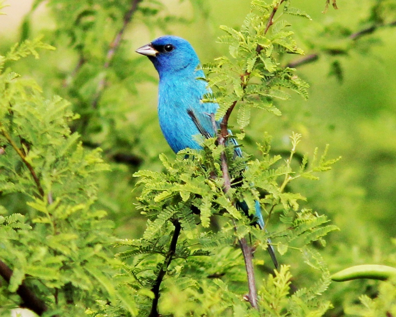 Indigo Bunting Wallpapers