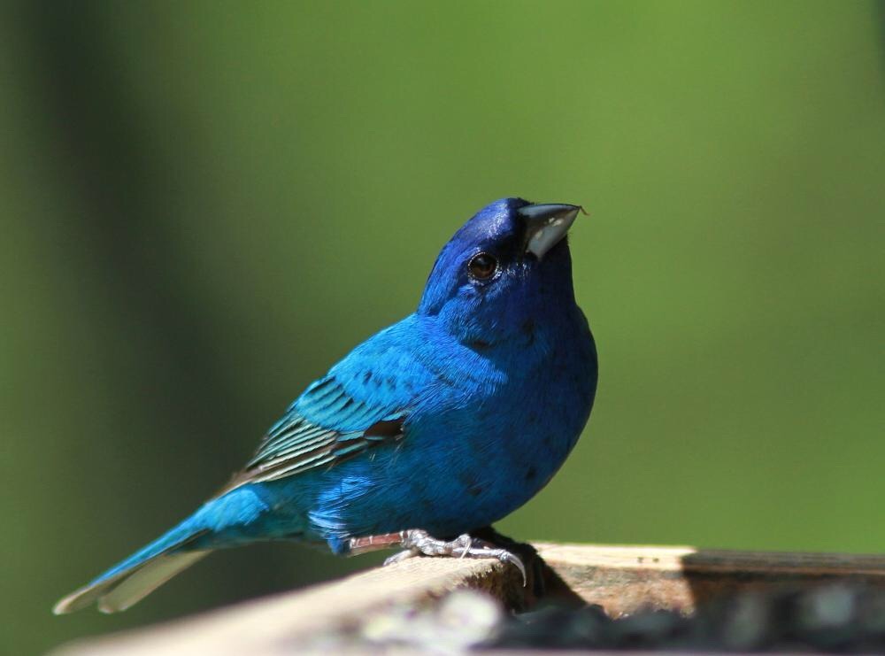 Indigo Bunting Wallpapers