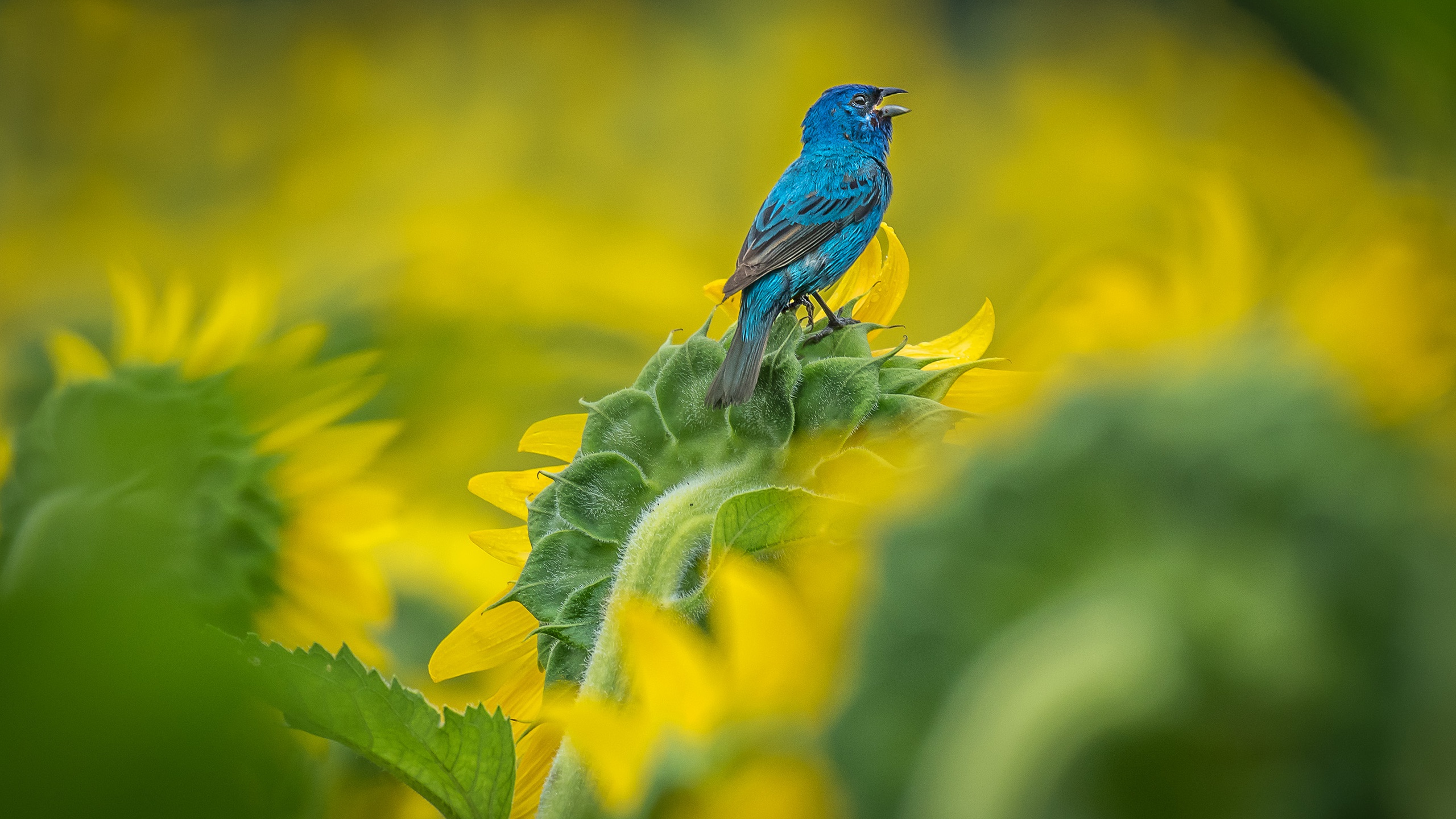 Indigo Bunting Wallpapers