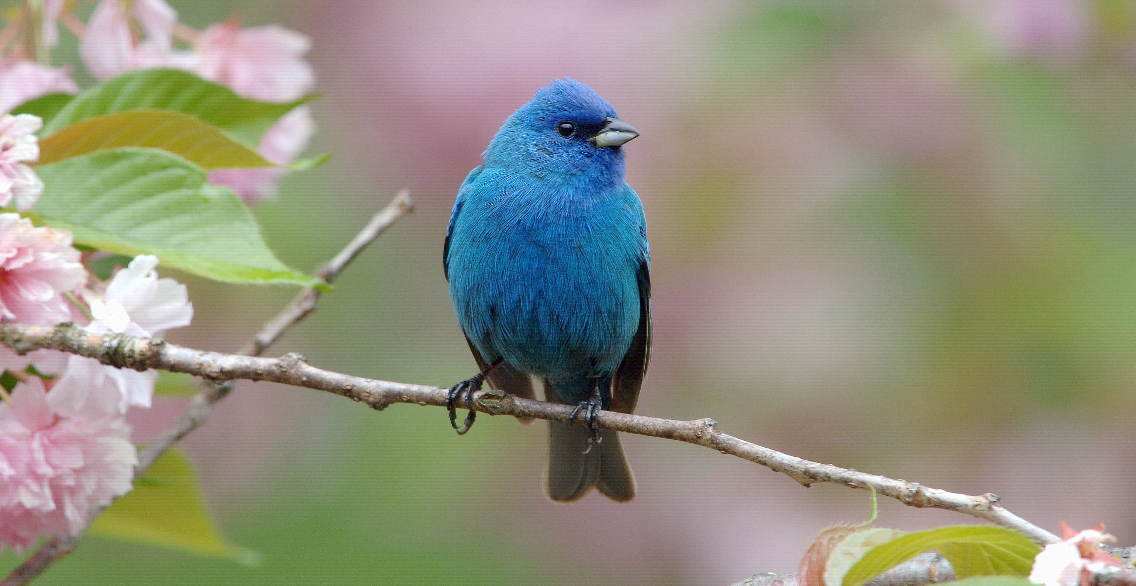 Indigo Bunting Wallpapers