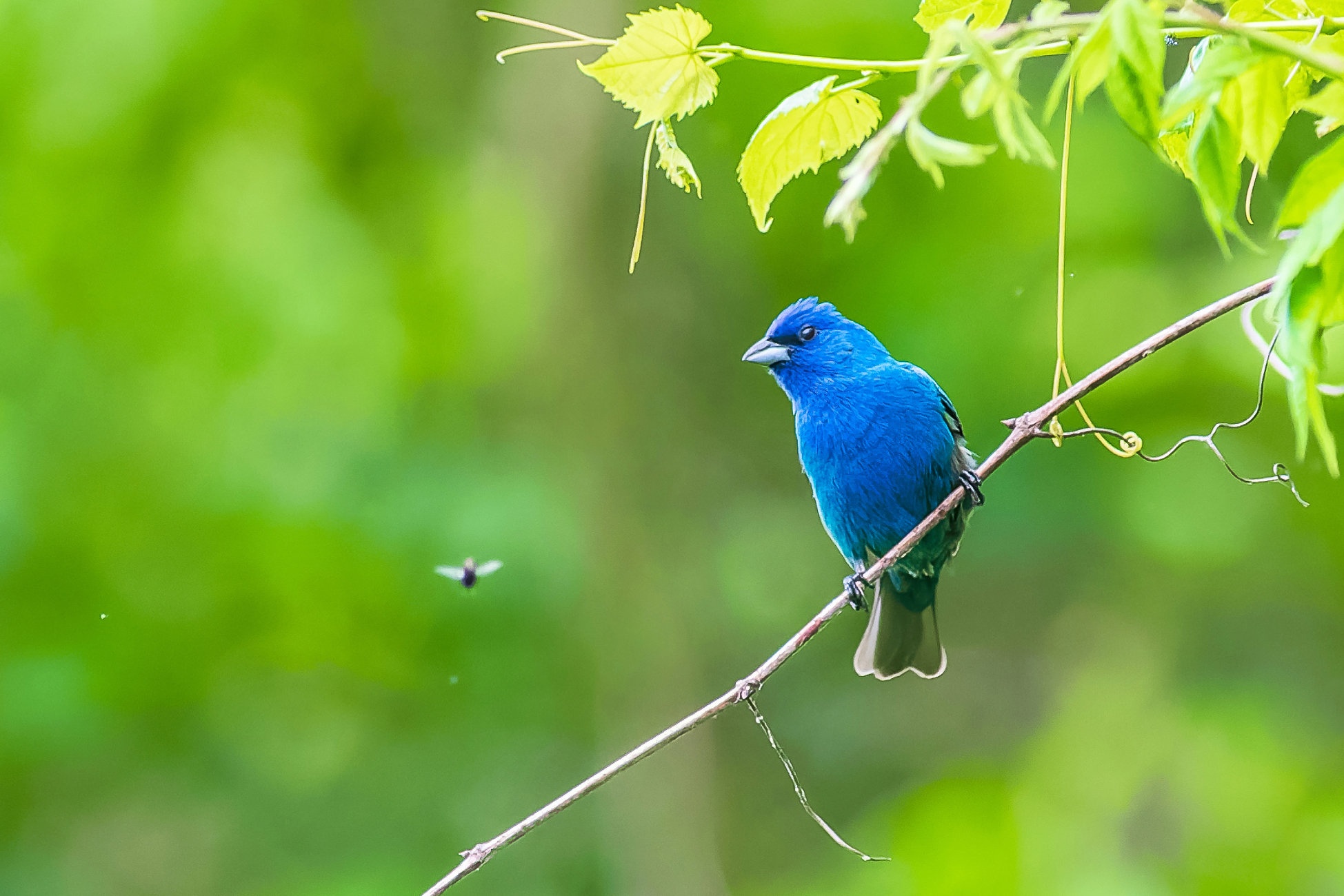 Indigo Bunting Wallpapers