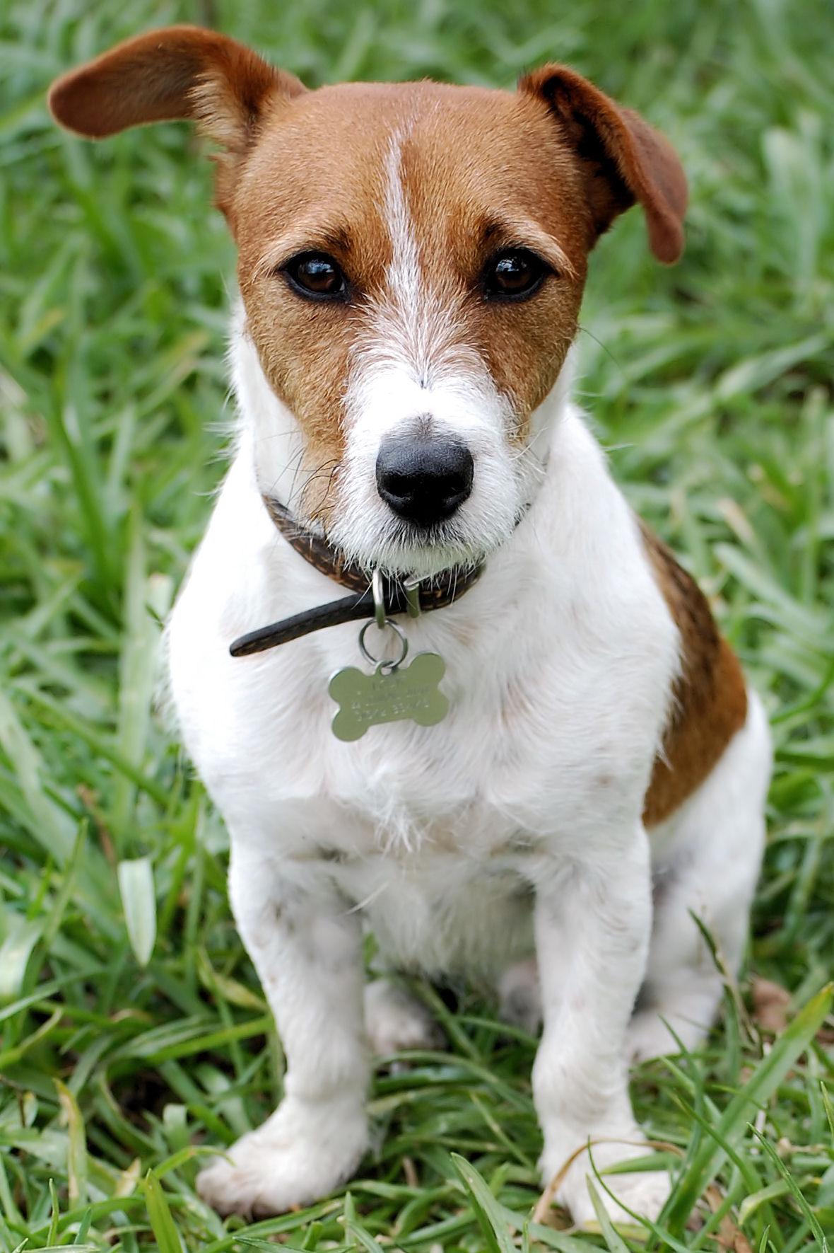 Jack Russell Terrier Wallpapers