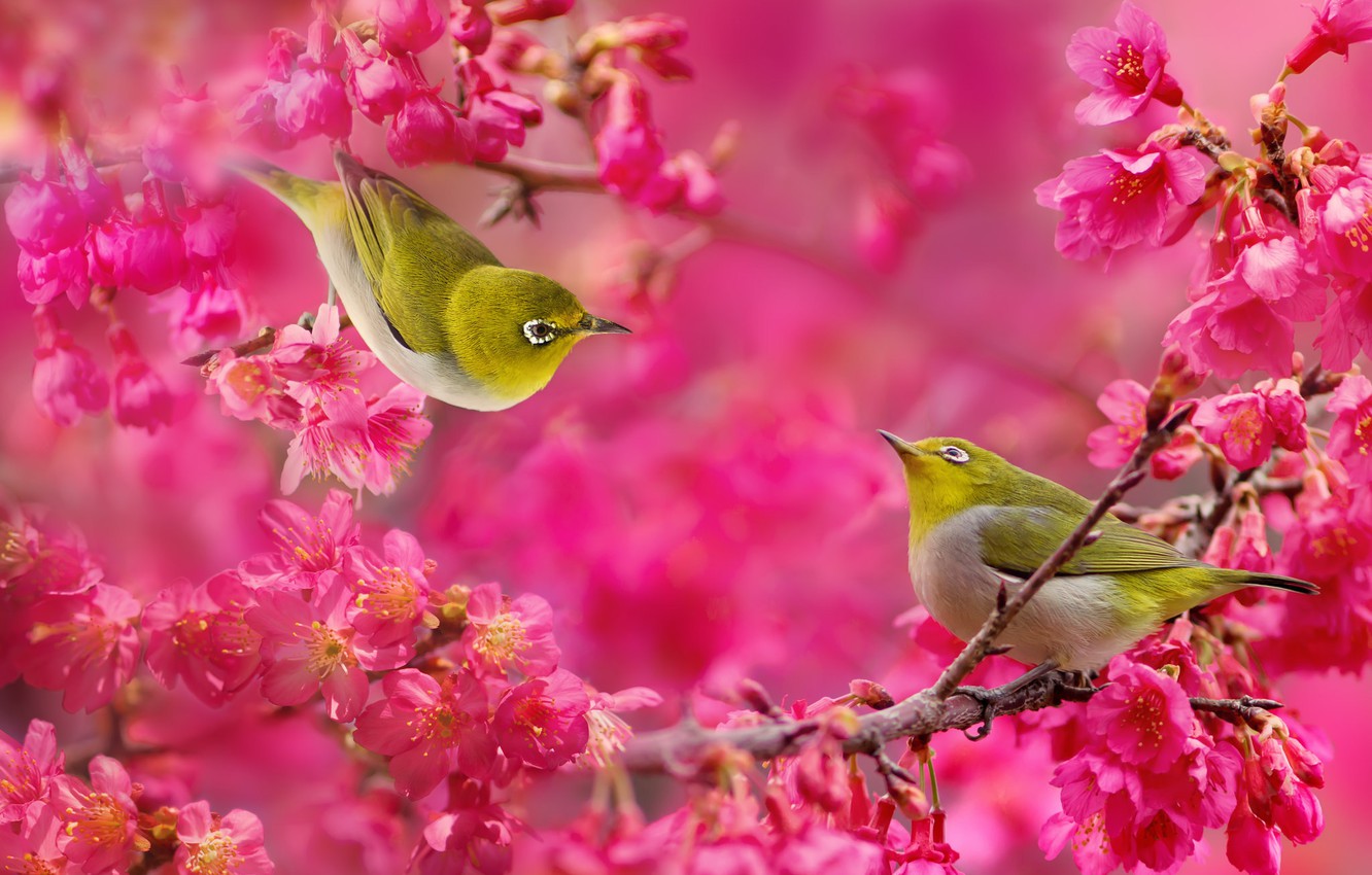 Japanese White-Eye Wallpapers