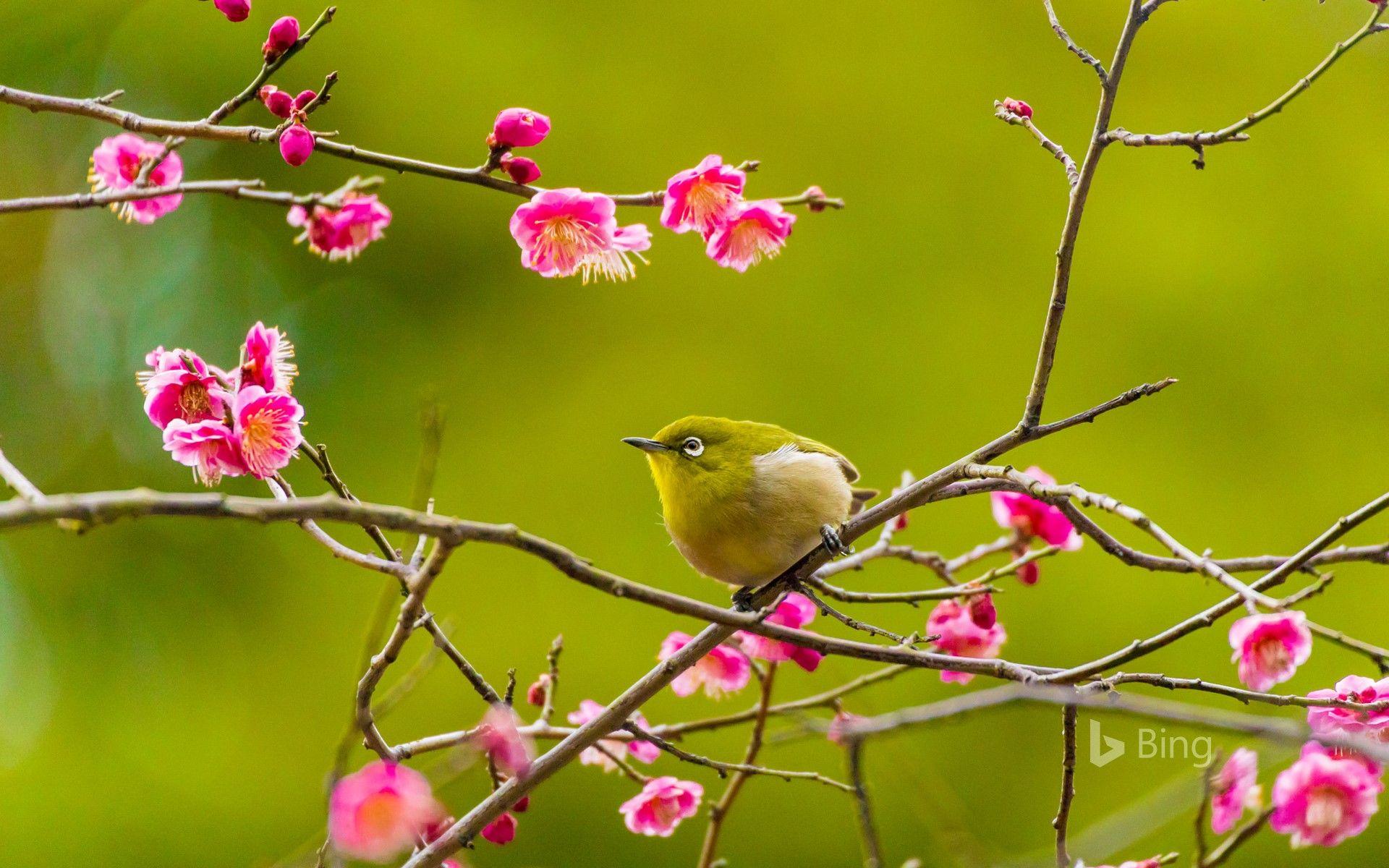 Japanese White-Eye Wallpapers