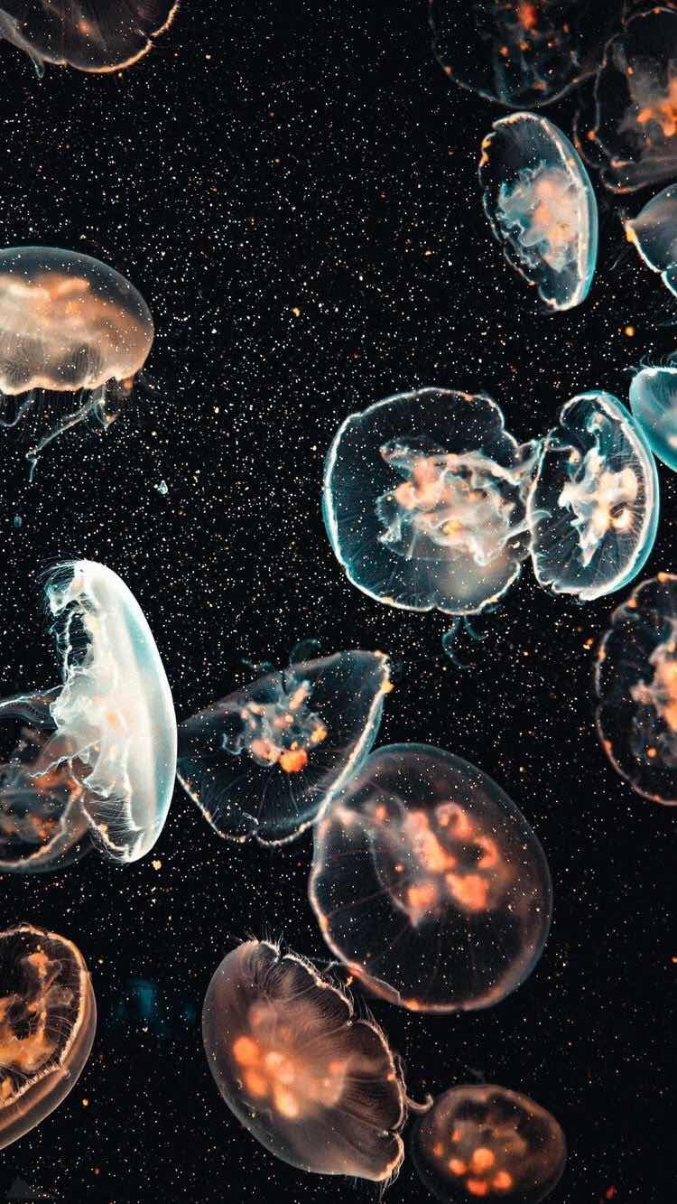 Jellyfish Wallpapers