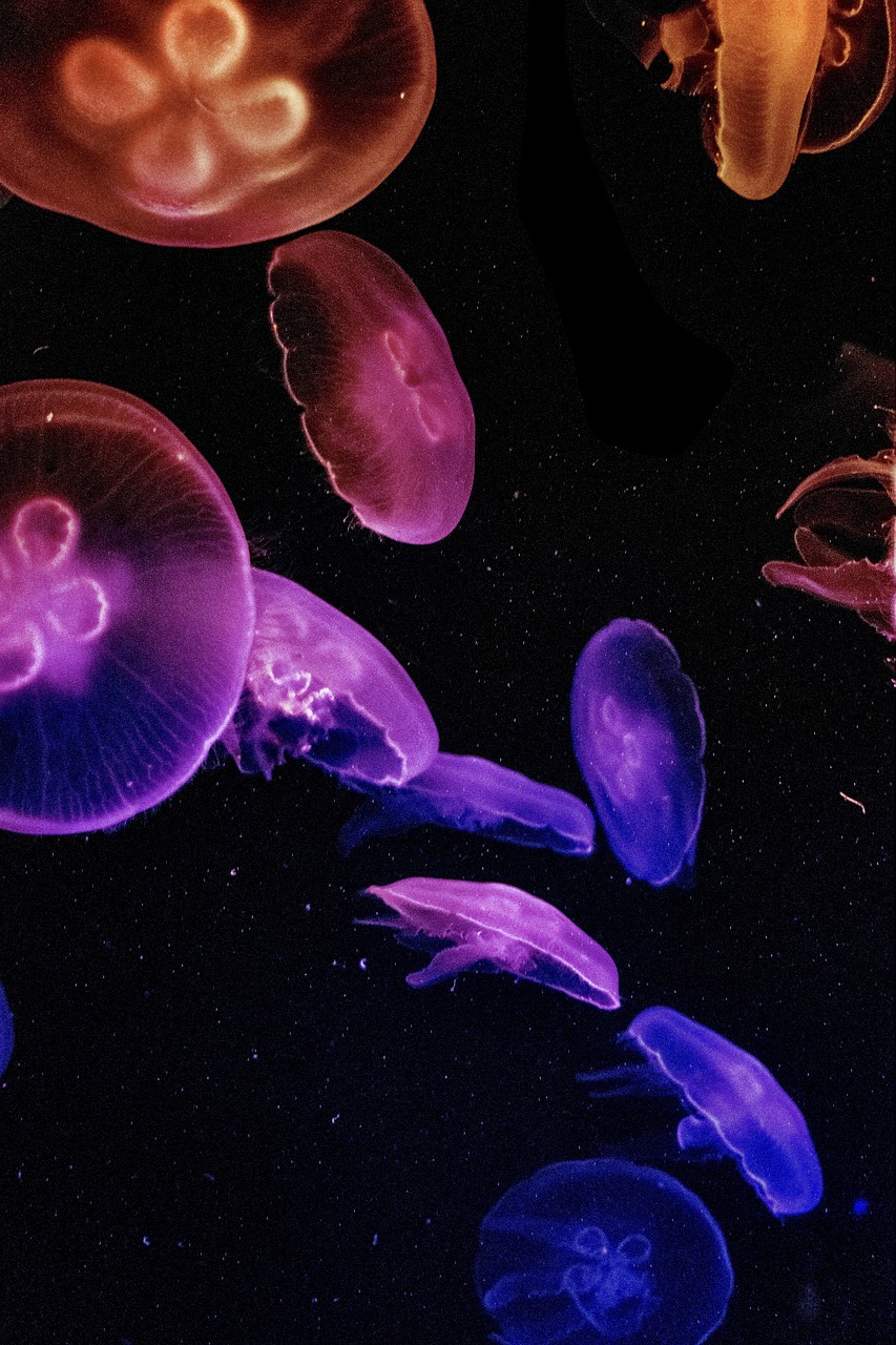 Jellyfish Wallpapers