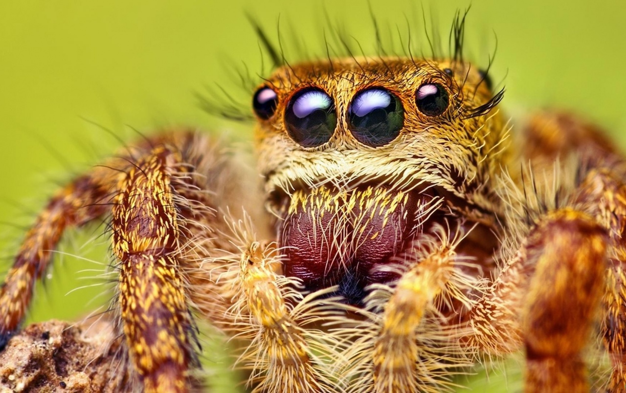 Jumping Spider Wallpapers