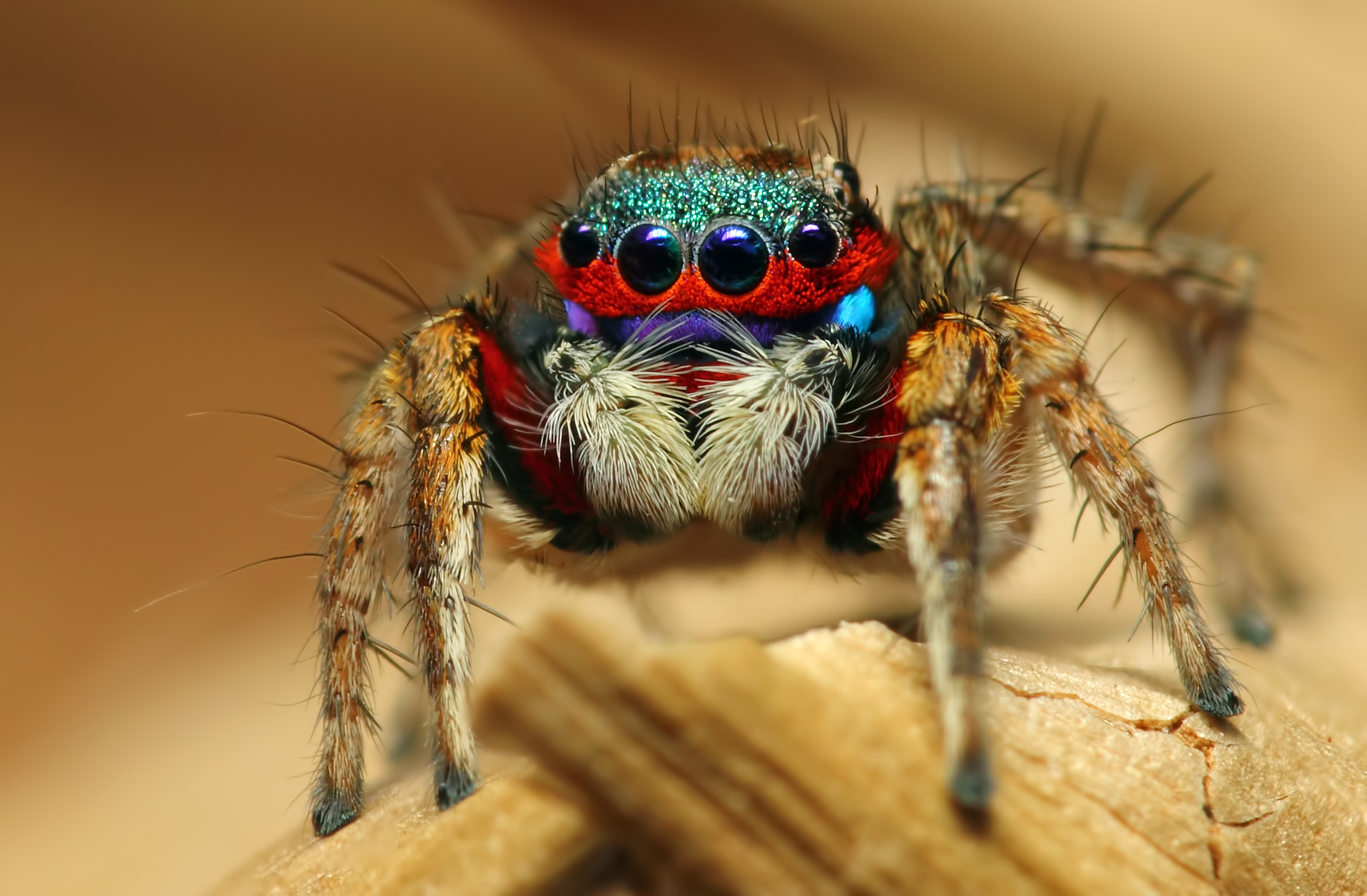 Jumping Spider Wallpapers