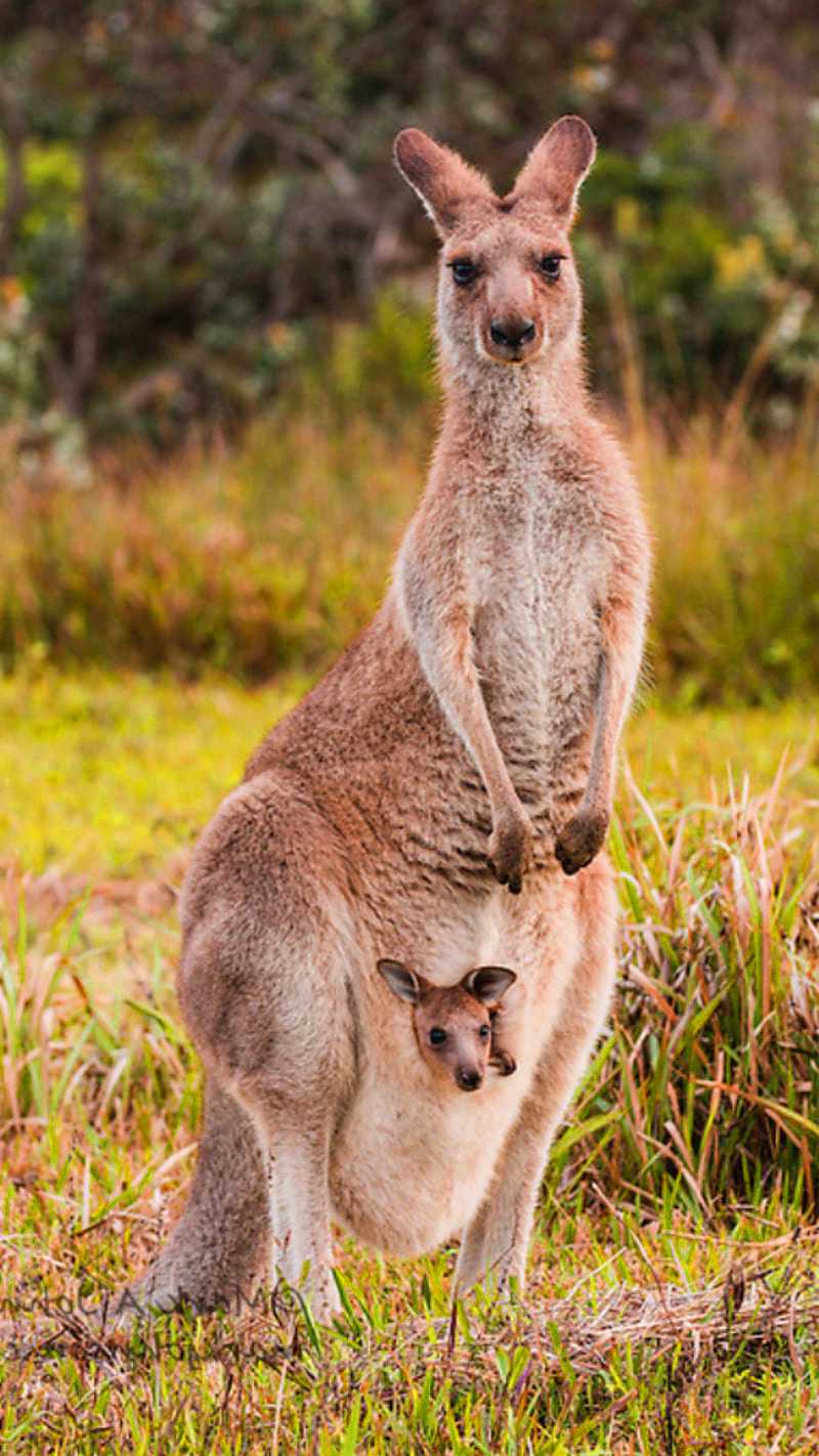 Kangaroo Wallpapers