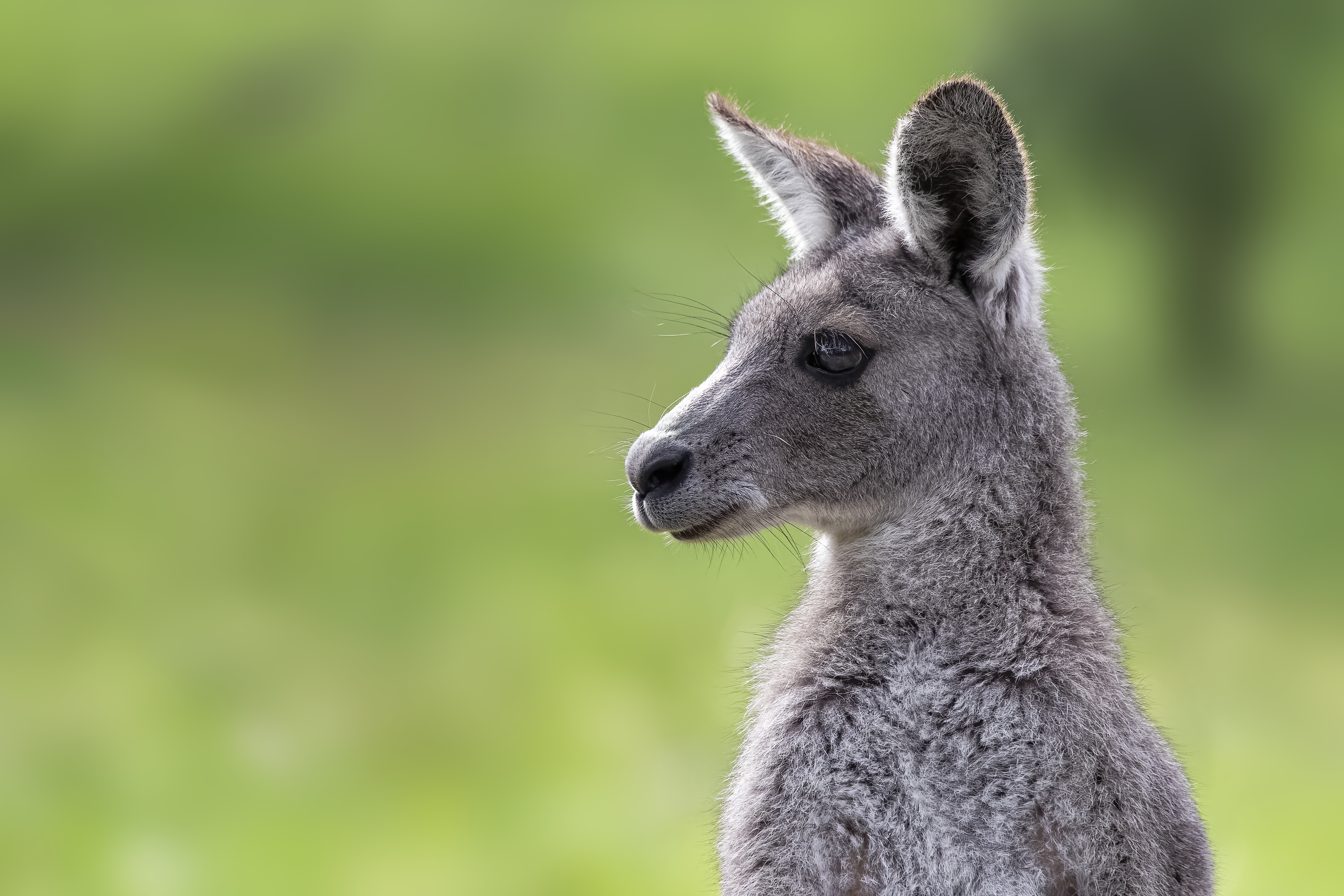 Kangaroo Wallpapers