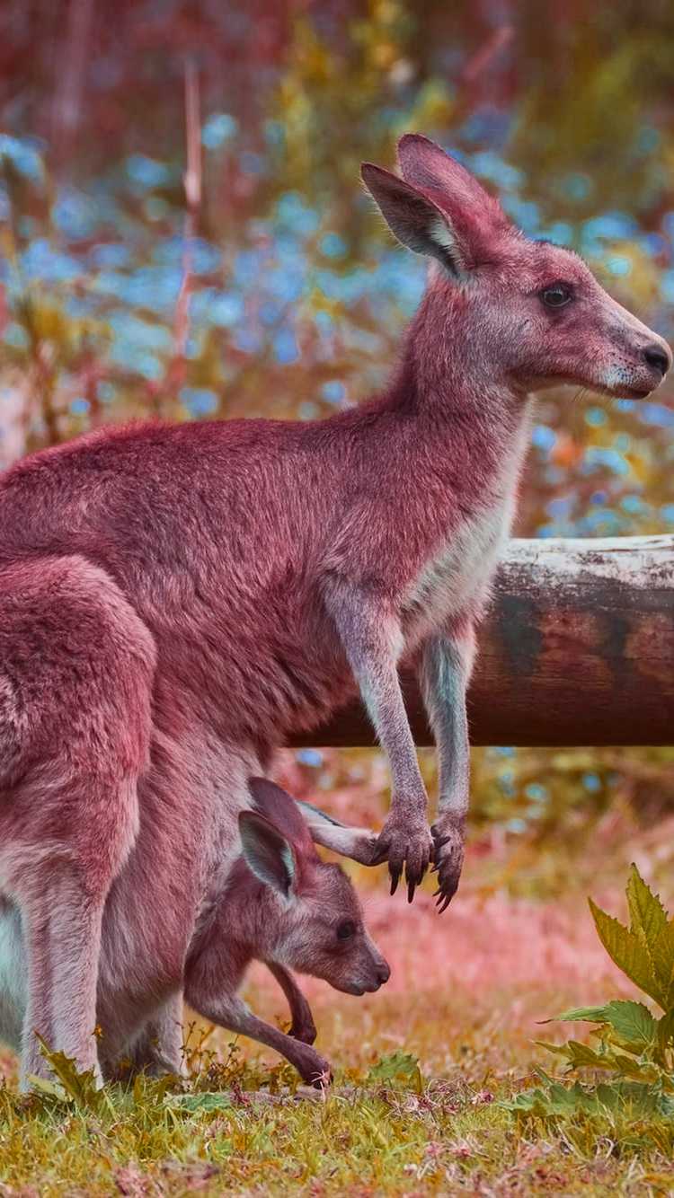 Kangaroo Wallpapers