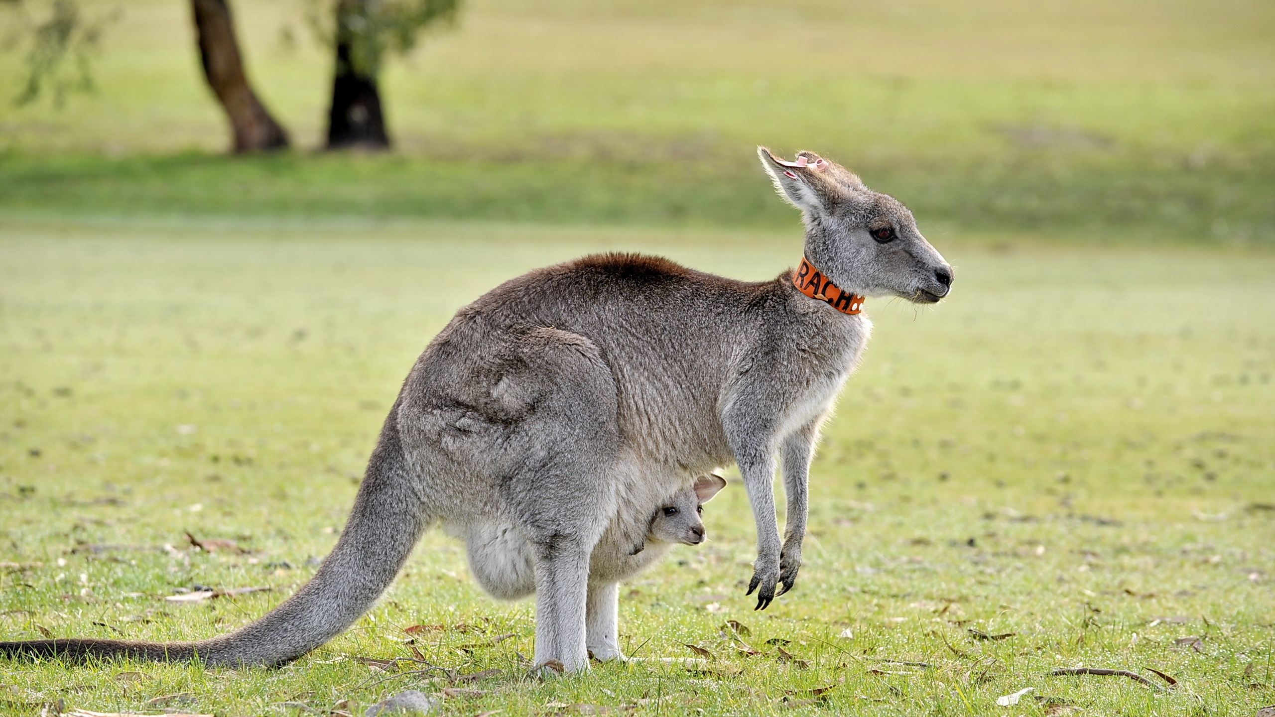 Kangaroo Hd Wallpapers