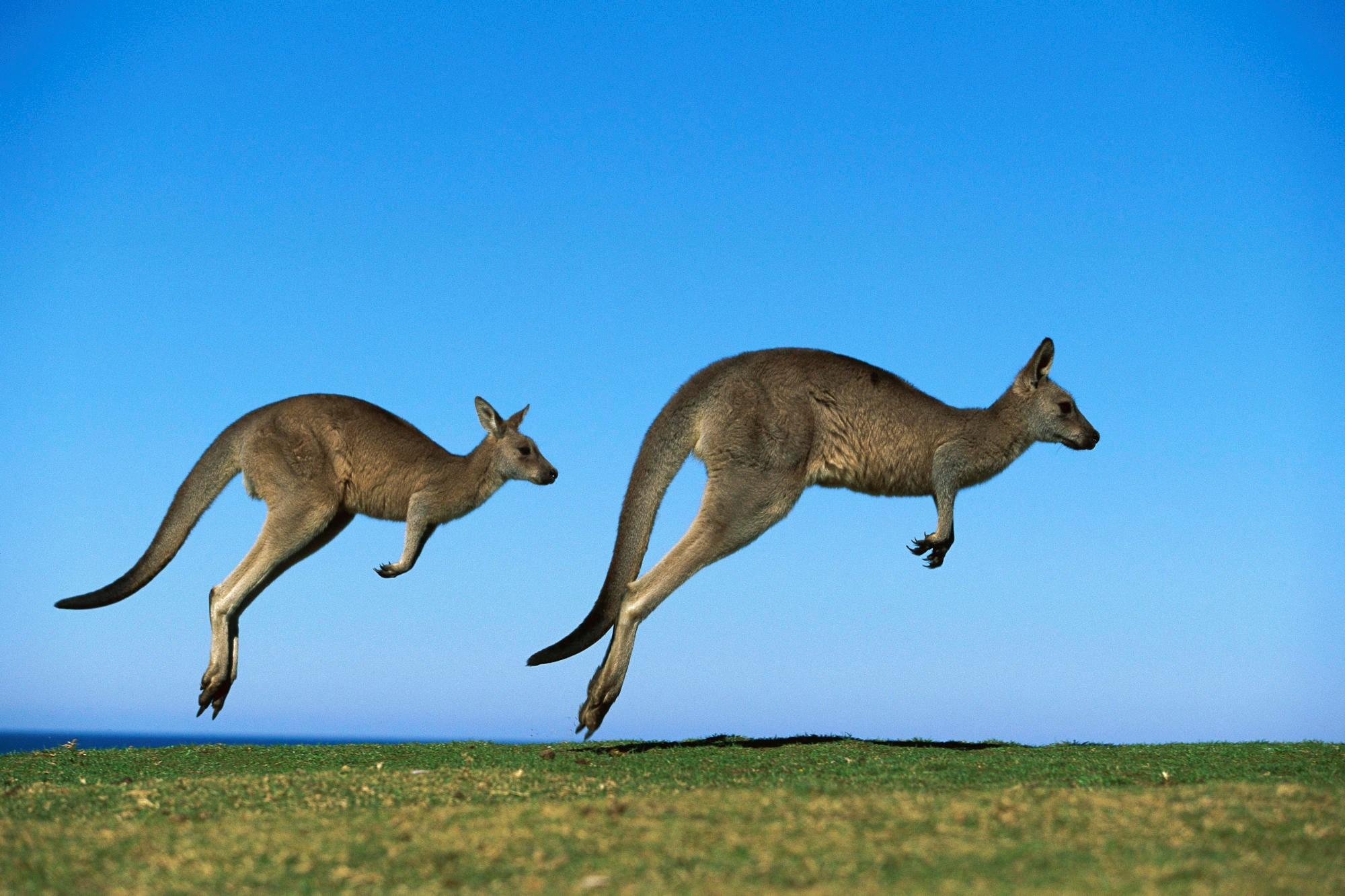 Kangaroo Hd Wallpapers