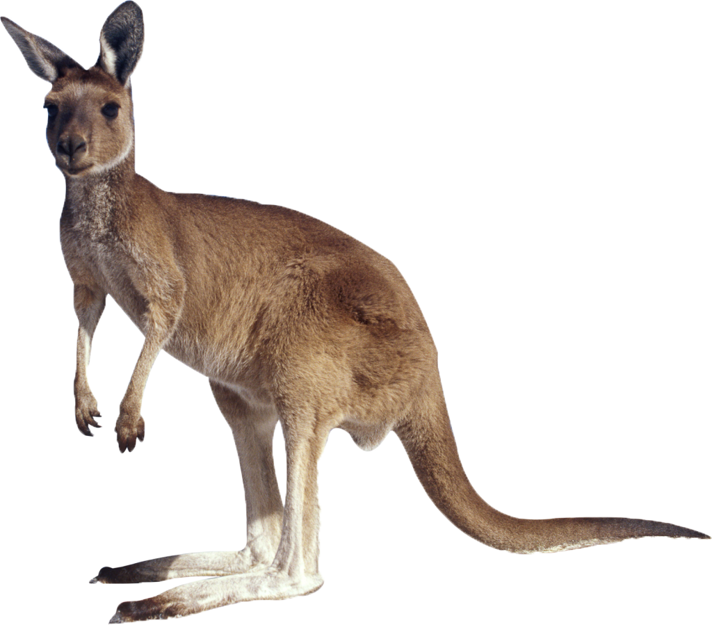 Kangaroo Hd Wallpapers