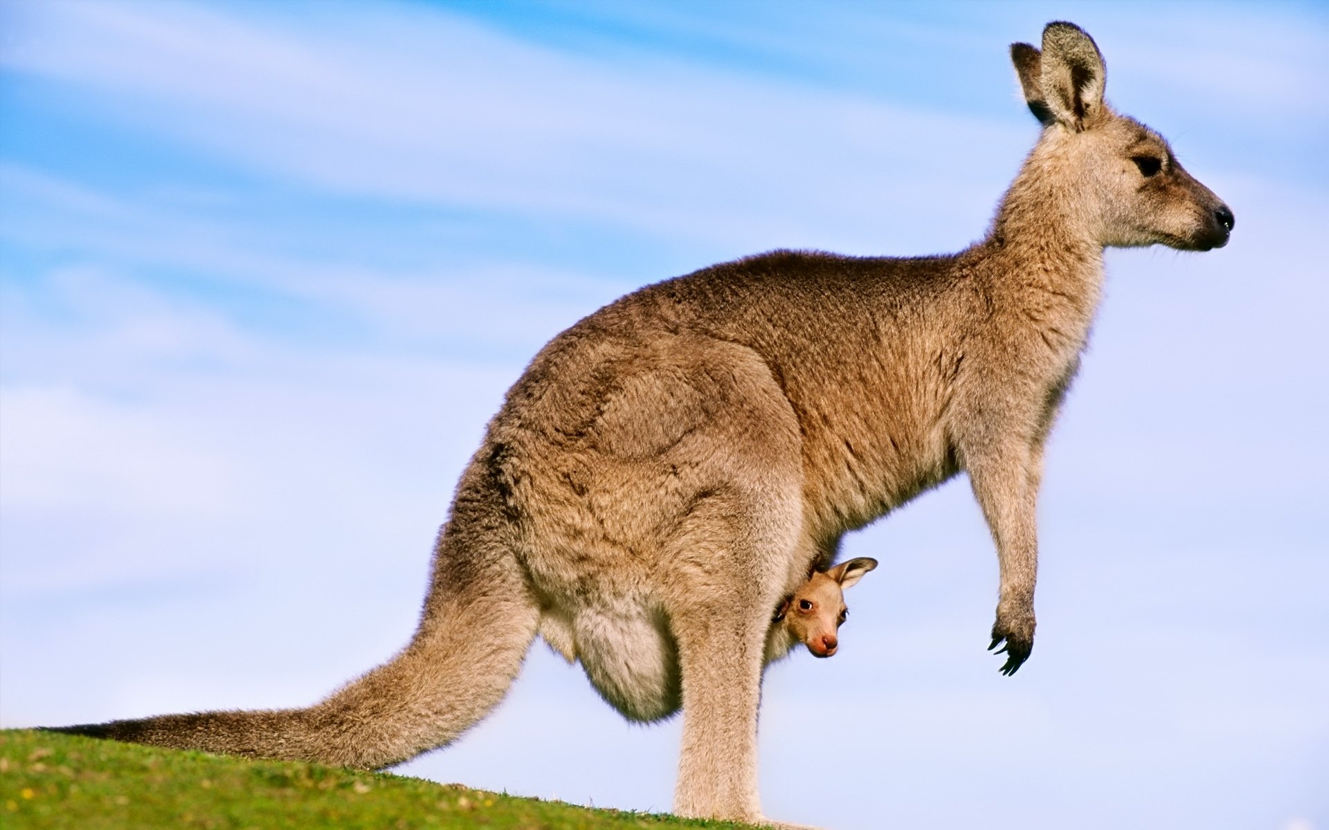 Kangaroo Hd Wallpapers