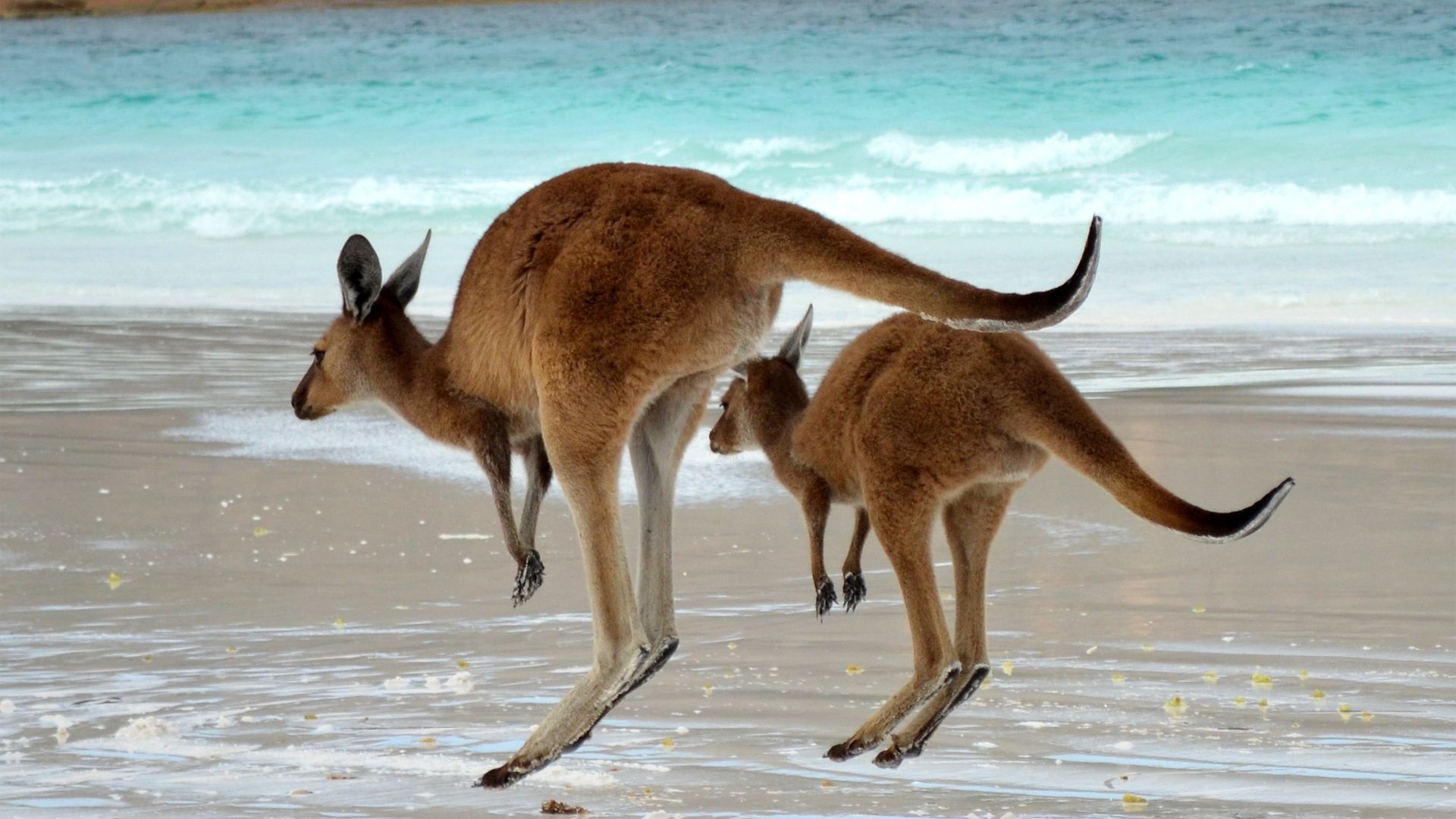 Kangaroo Hd Wallpapers