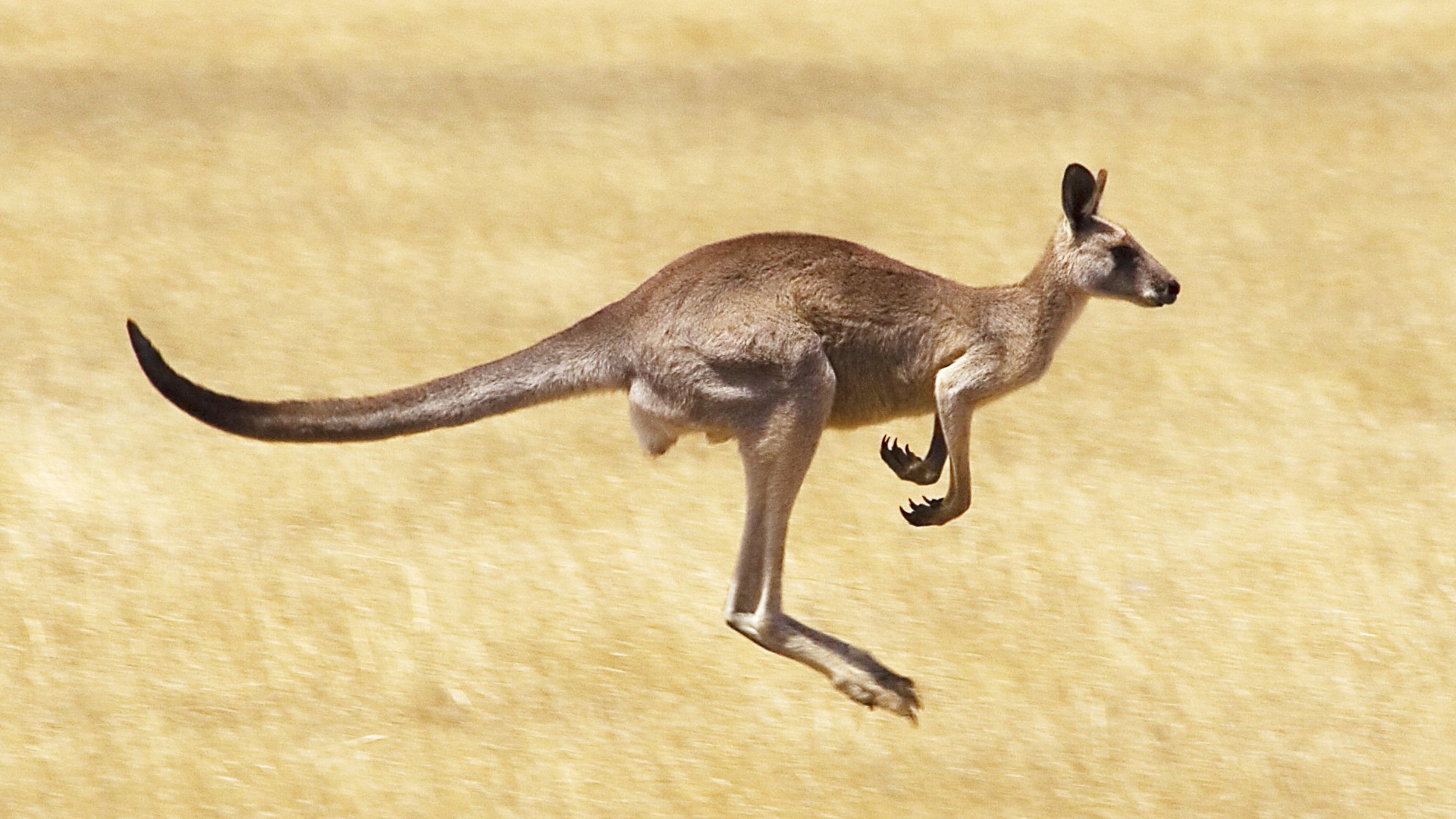 Kangaroo Hd Wallpapers