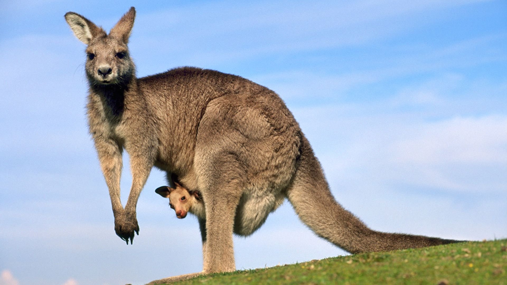 Kangaroo Hd Wallpapers