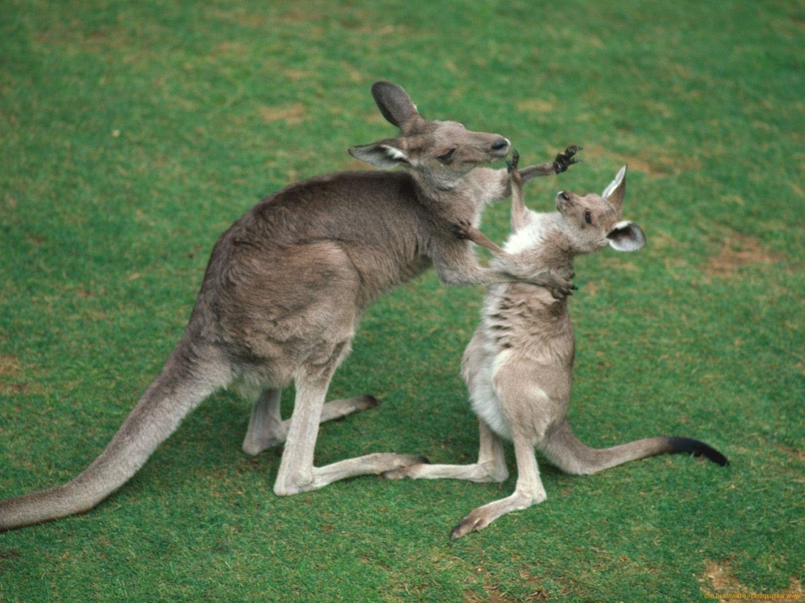 Kangaroo Hd Wallpapers