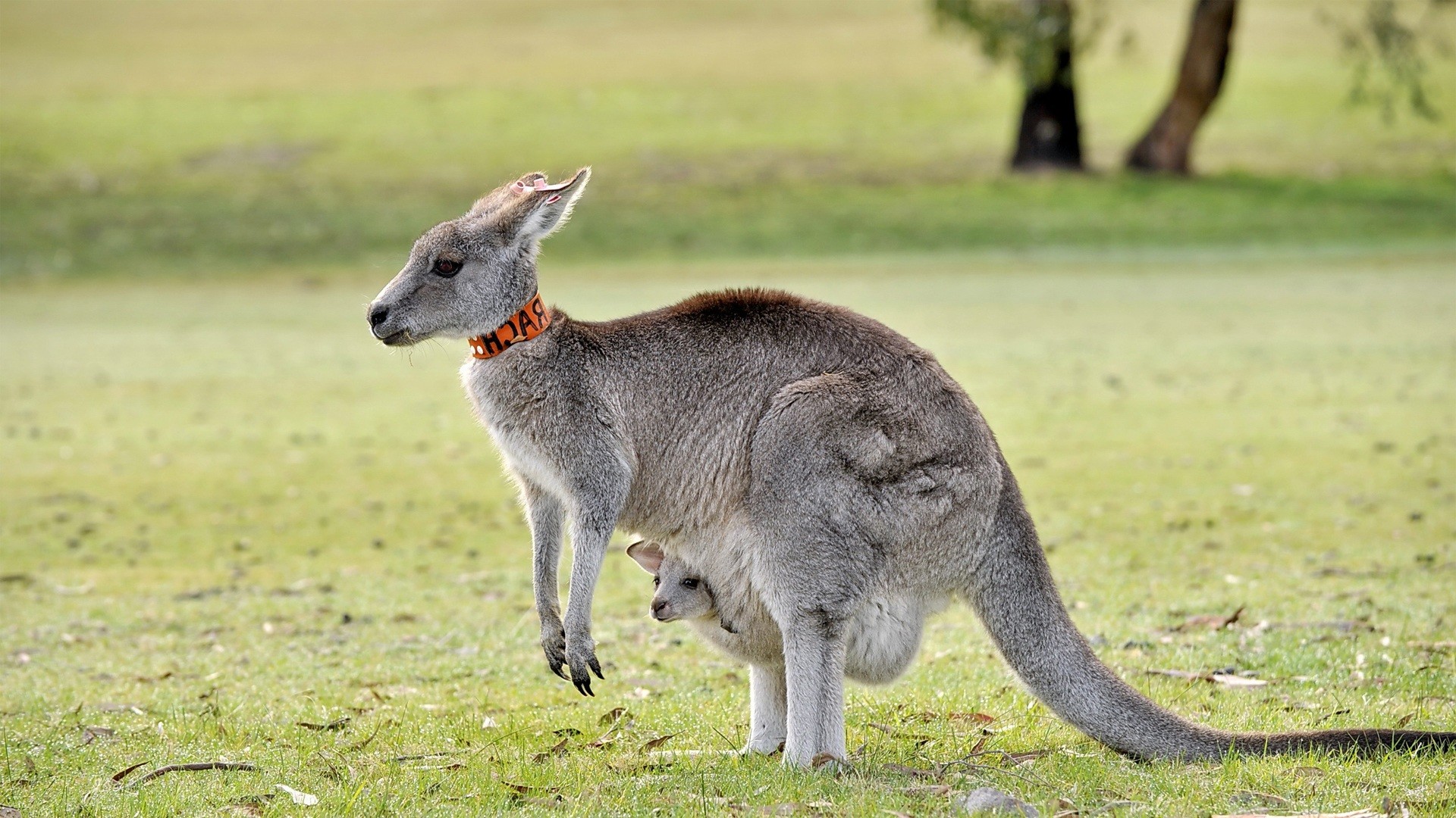 Kangaroo Hd Wallpapers