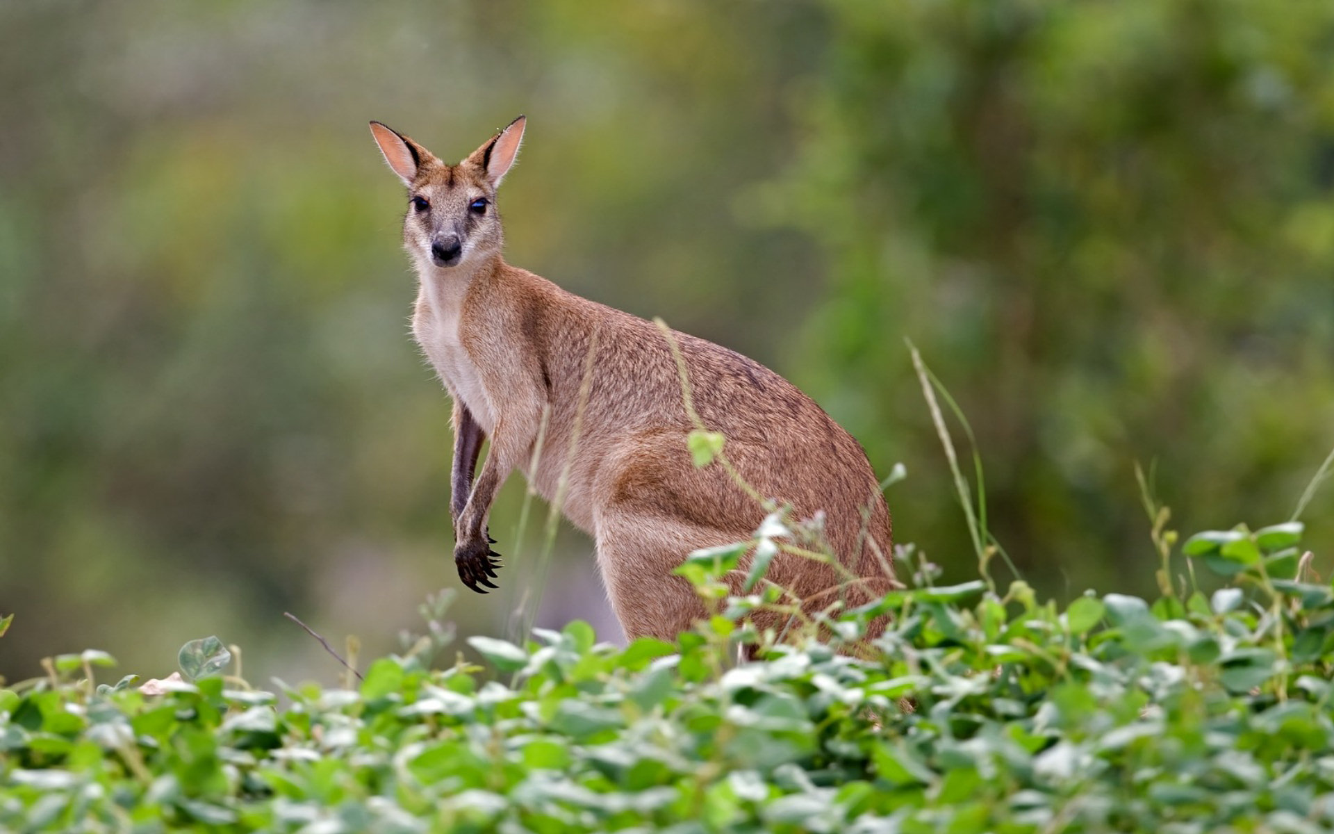 Kangaroo Hd Wallpapers