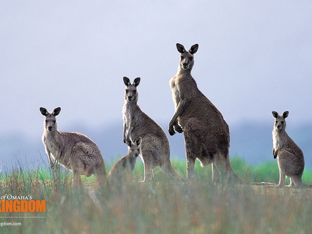 Kangaroo Hd Wallpapers