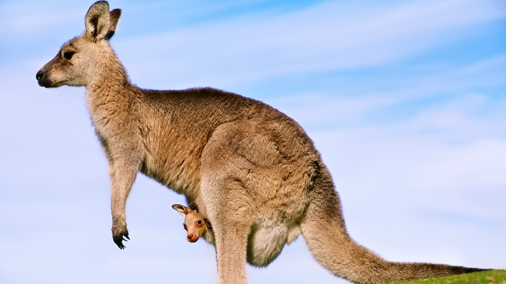 Kangaroo Hd Wallpapers