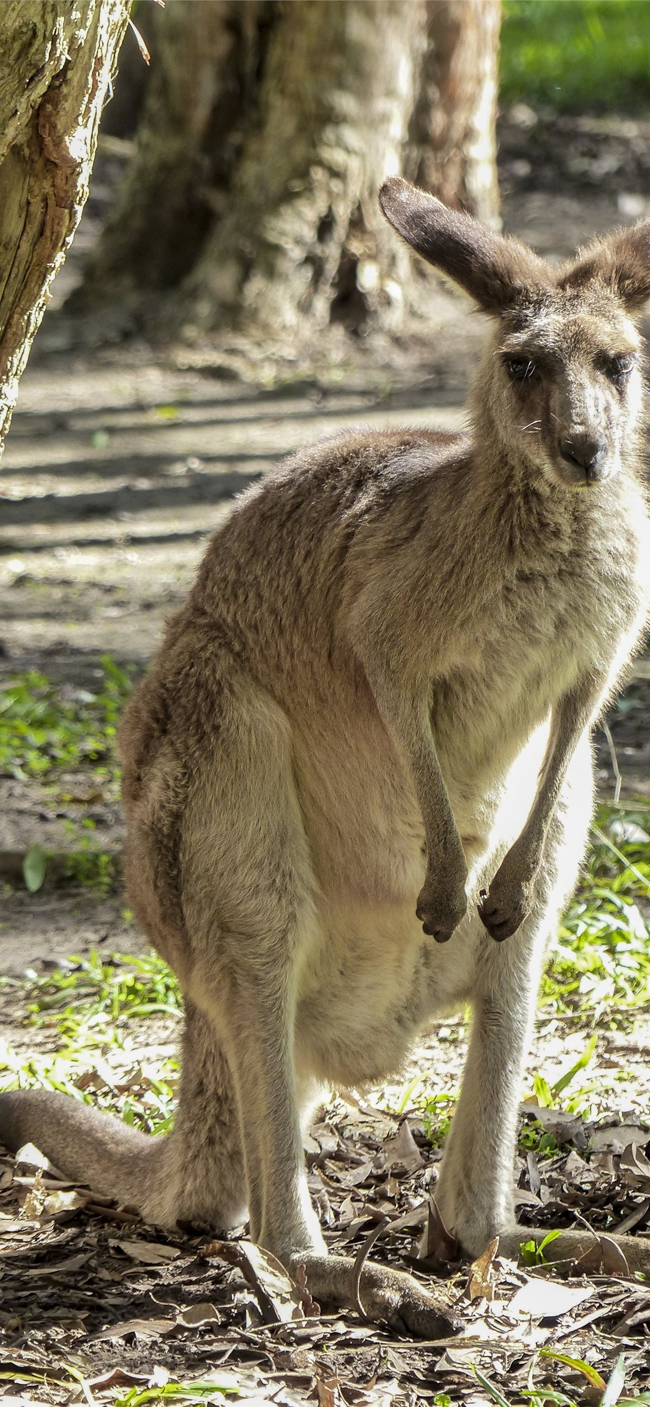 Kangaroo Hd Wallpapers