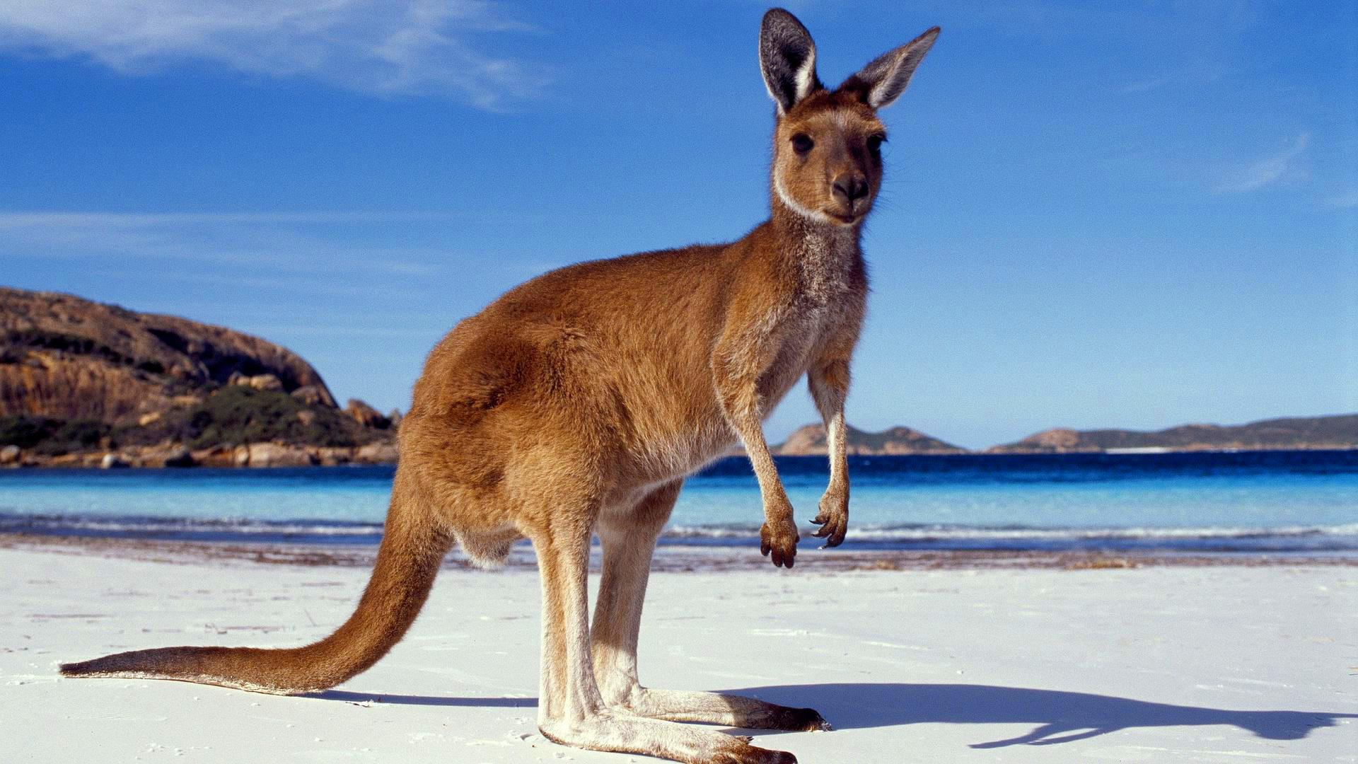 Kangaroo Hd Wallpapers