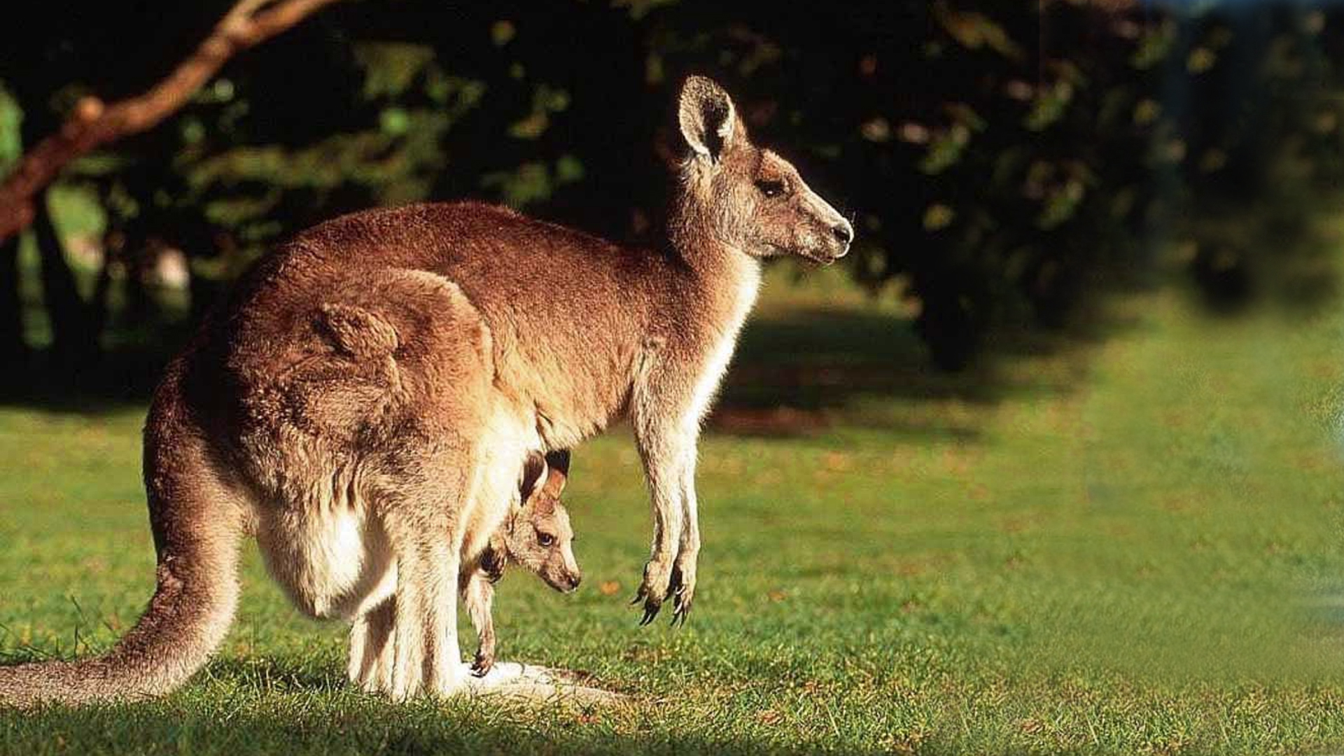 Kangaroo Hd Wallpapers