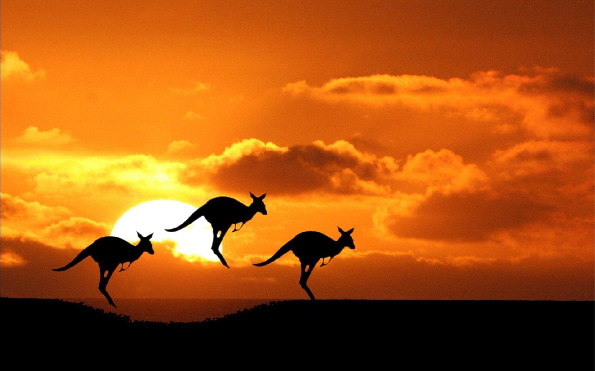 Kangaroo Hd Wallpapers