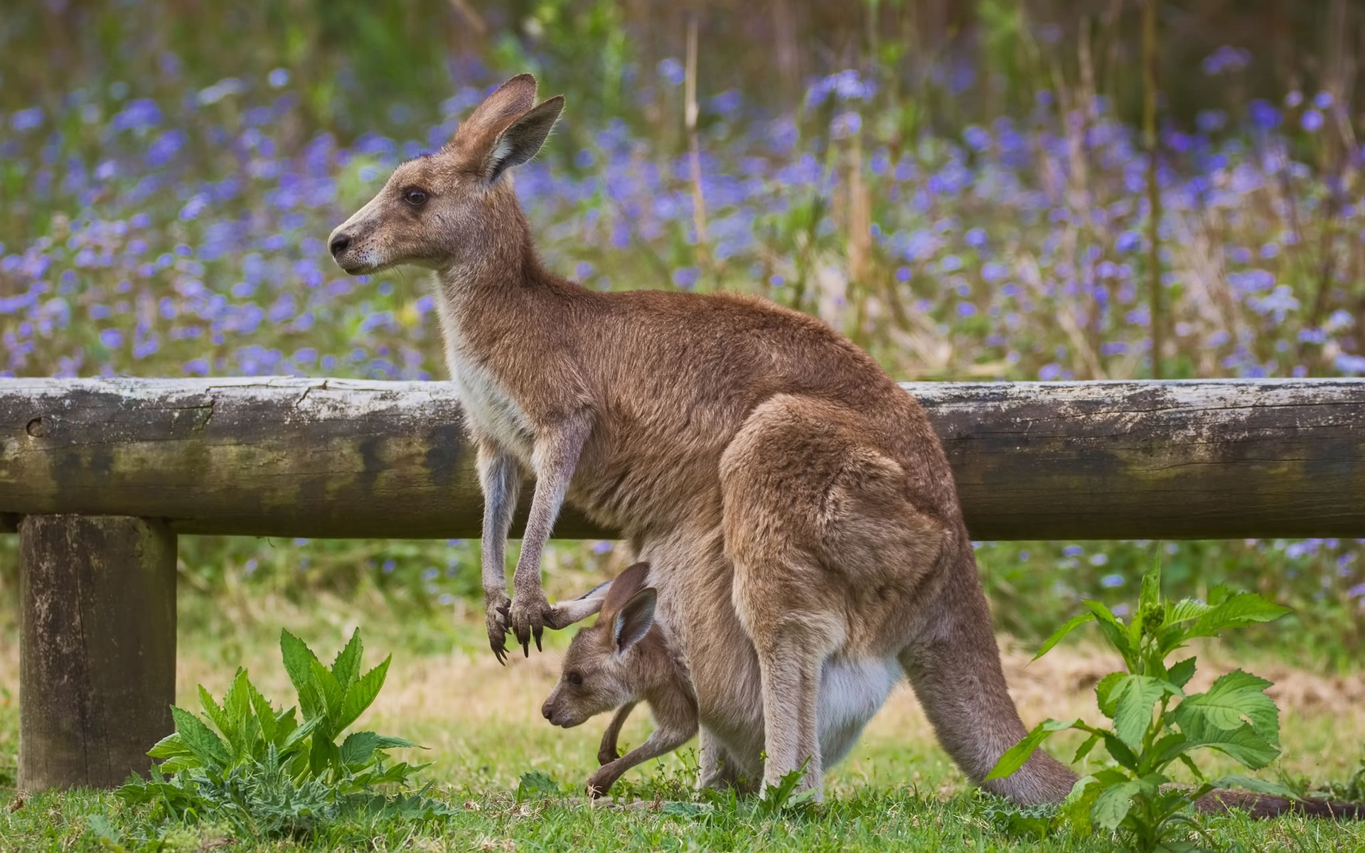 Kangaroo Hd Wallpapers