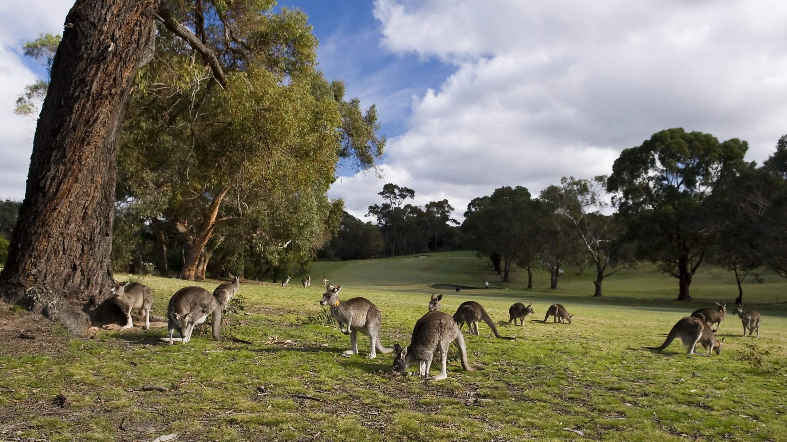 Kangaroo Hd Wallpapers