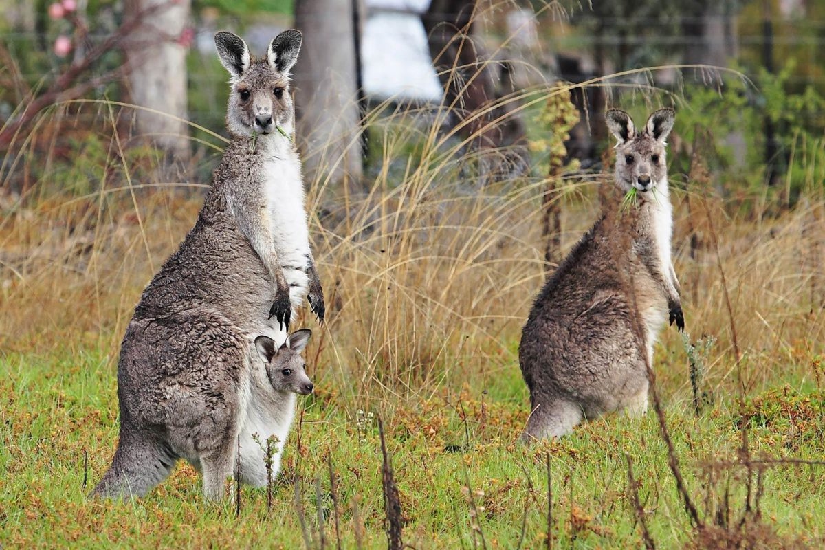 Kangaroo Hd Wallpapers