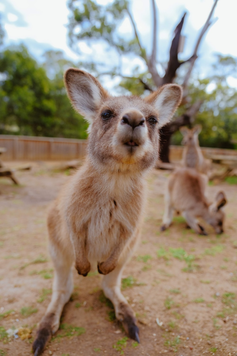 Kangaroo Hd Wallpapers