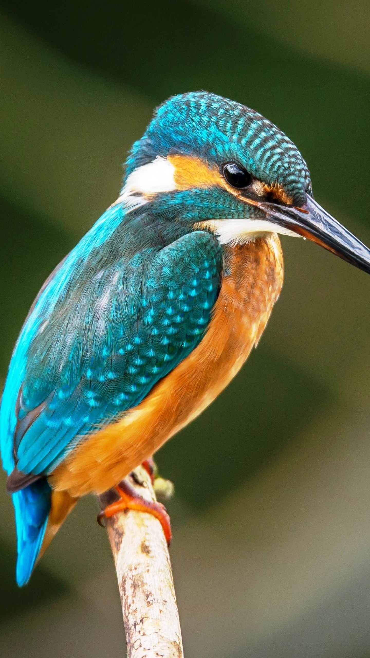 Kingfisher Wallpapers