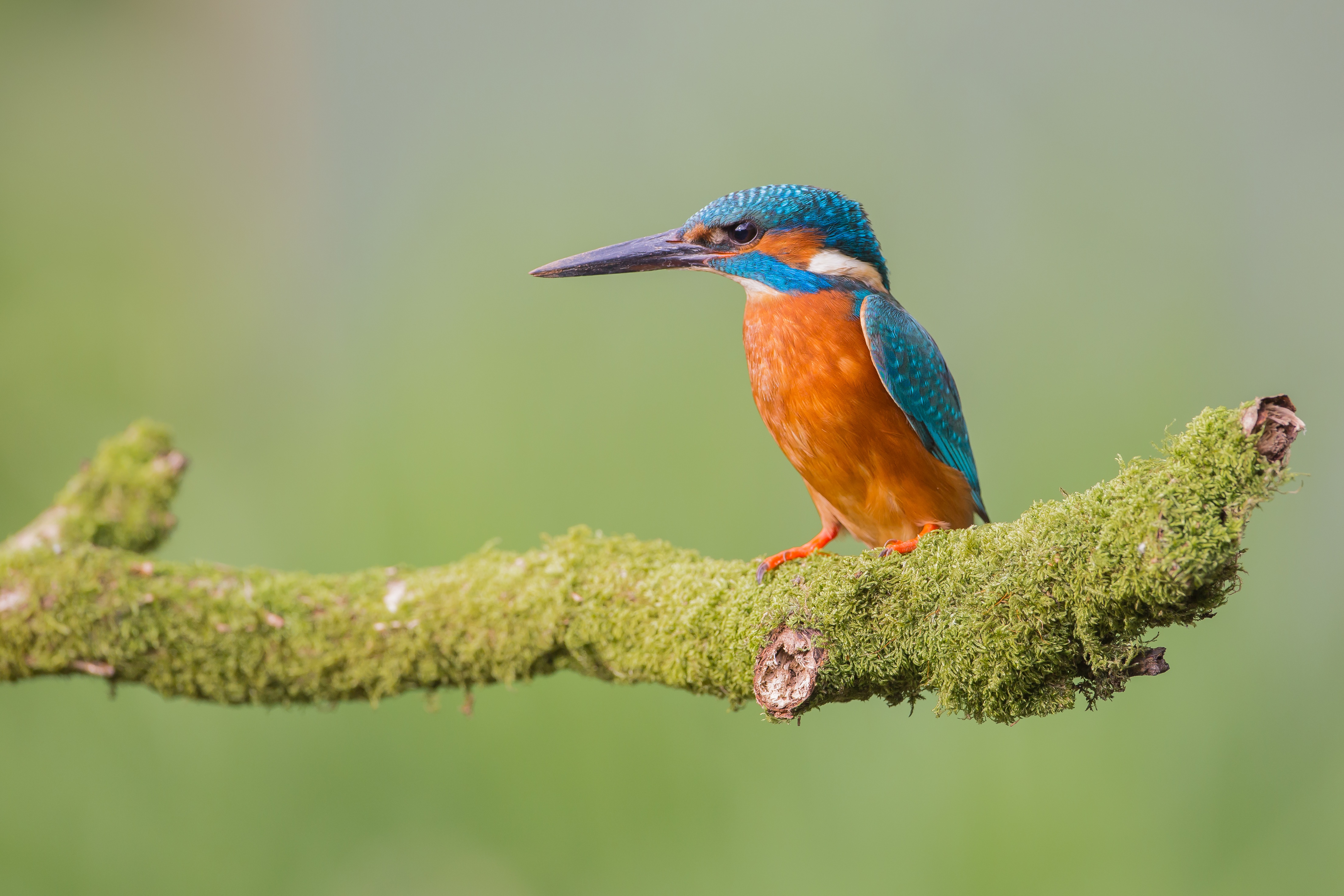 Kingfisher Wallpapers