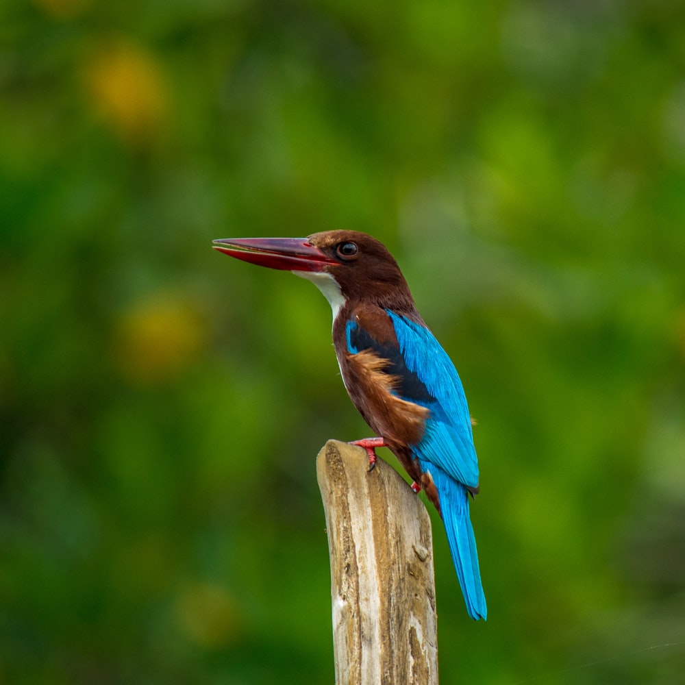 Kingfisher Wallpapers